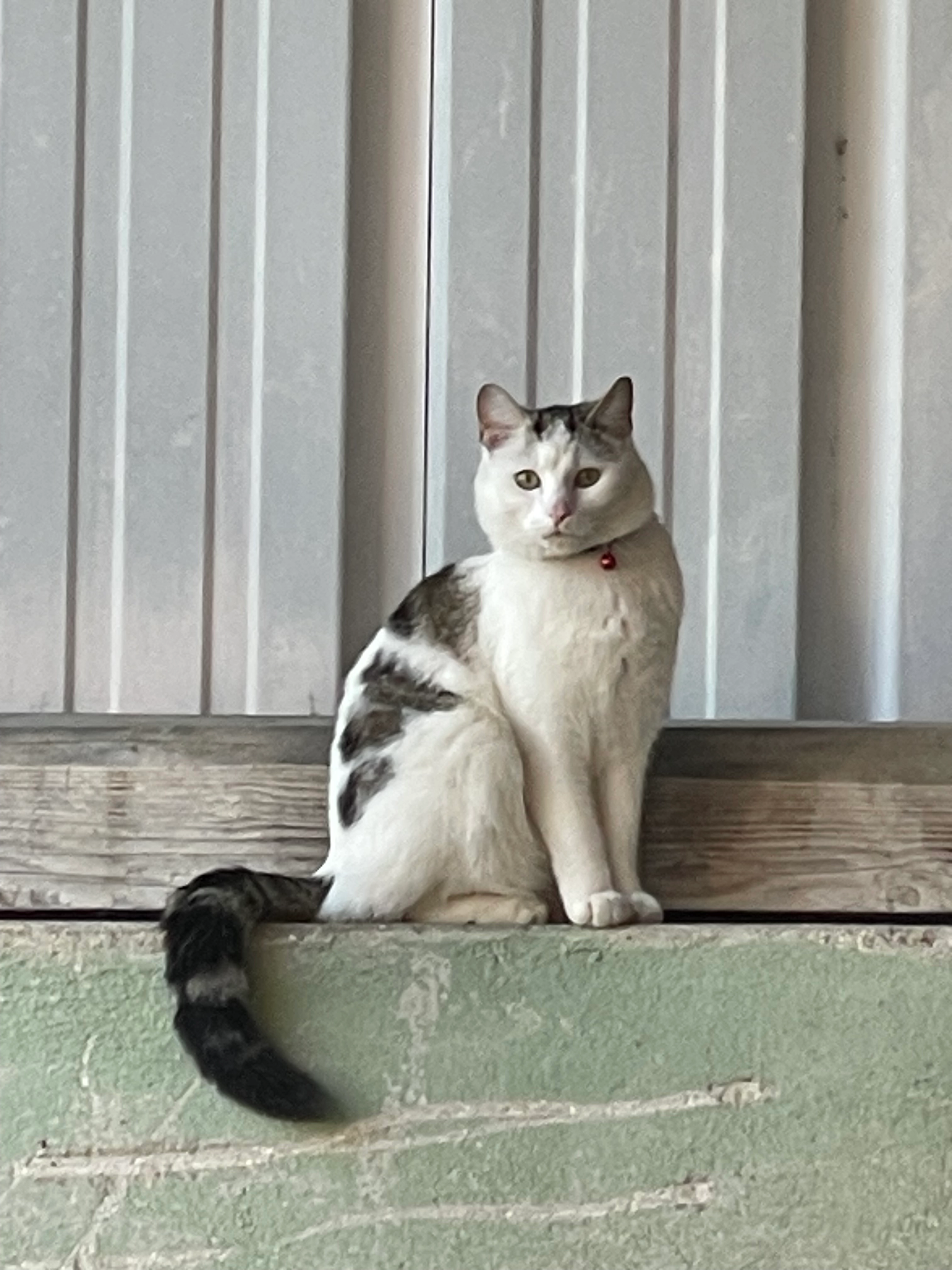 Loki - Route de Crassier, Chéserex