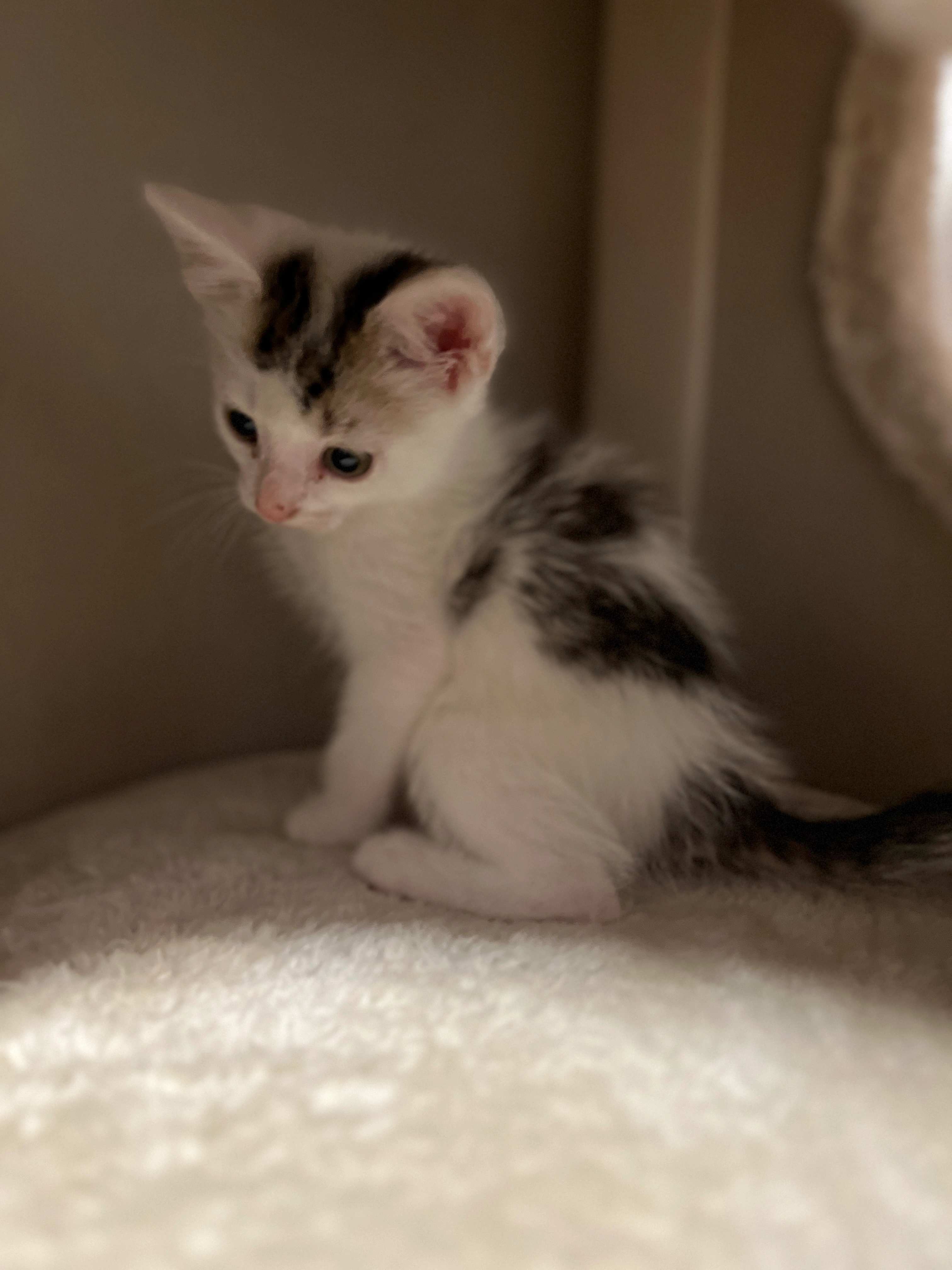 Feli - Walther-Rathenau-Straße, Großröhrsdorf