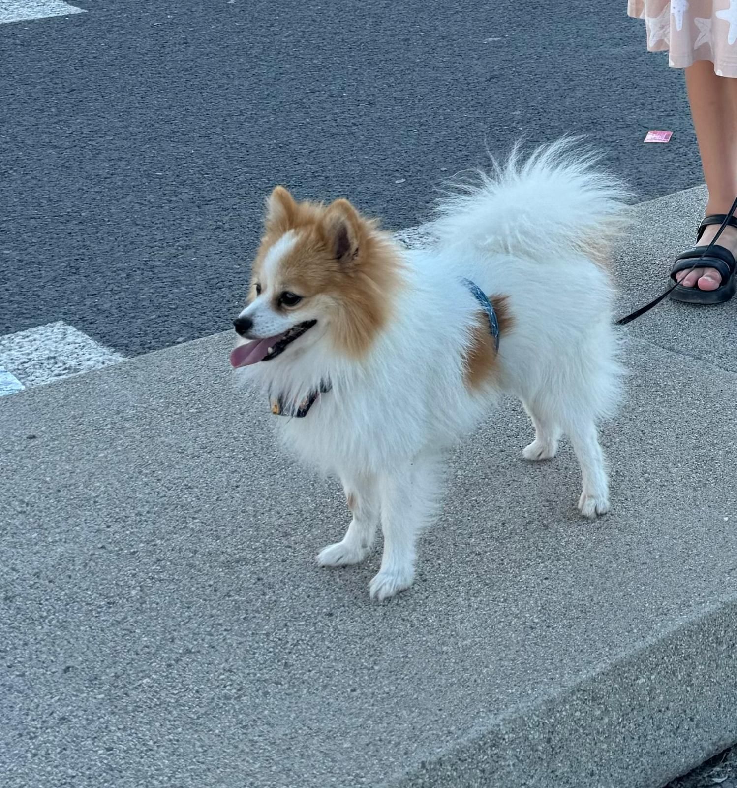 Spotty - Avinguda Ausiàs March, L'Eliana