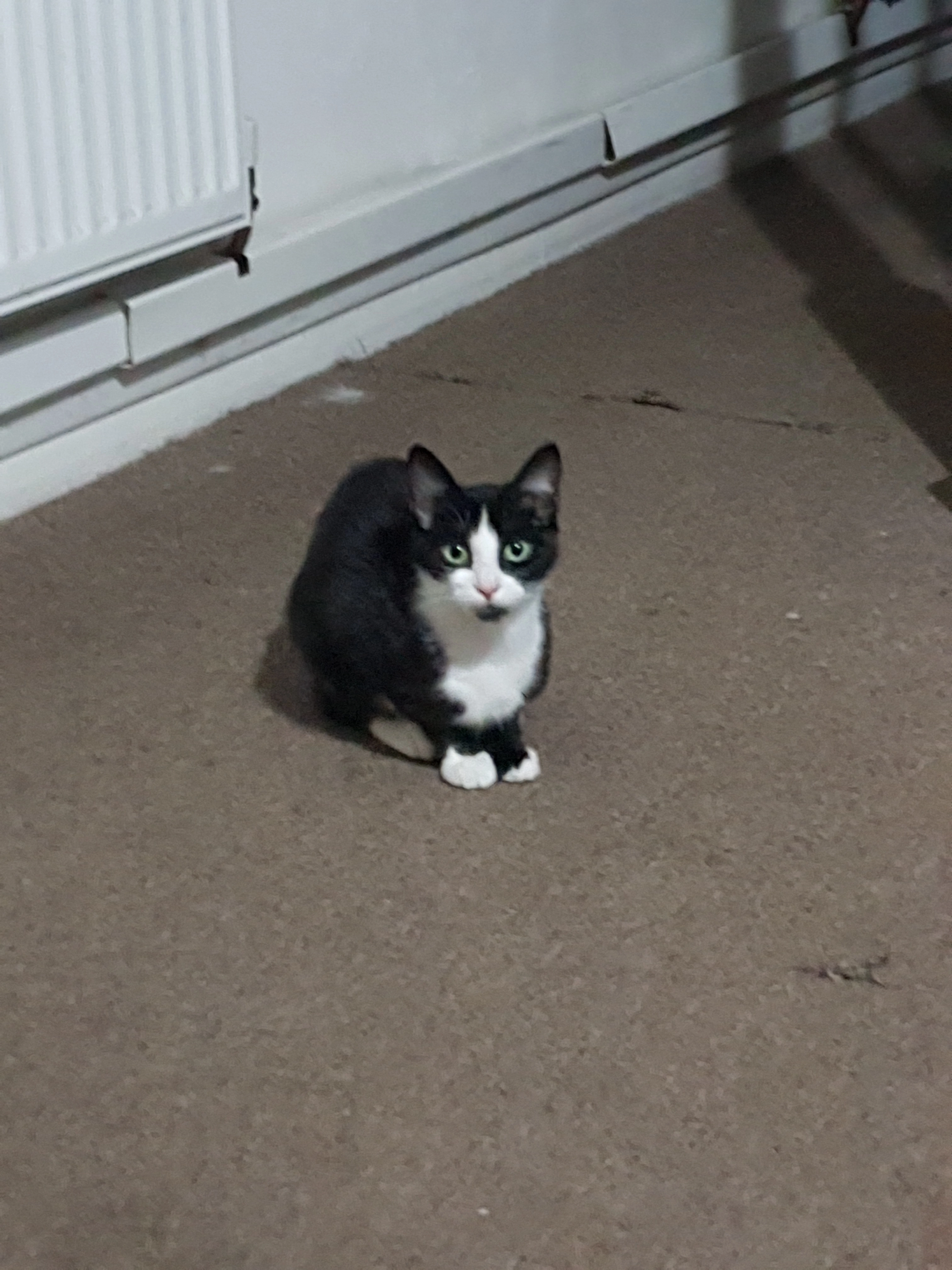 Jessie - Norcliffe Street, Middlesbrough