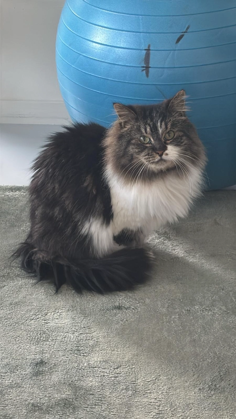 Pola - Van de Wiellei 167, Brasschaat