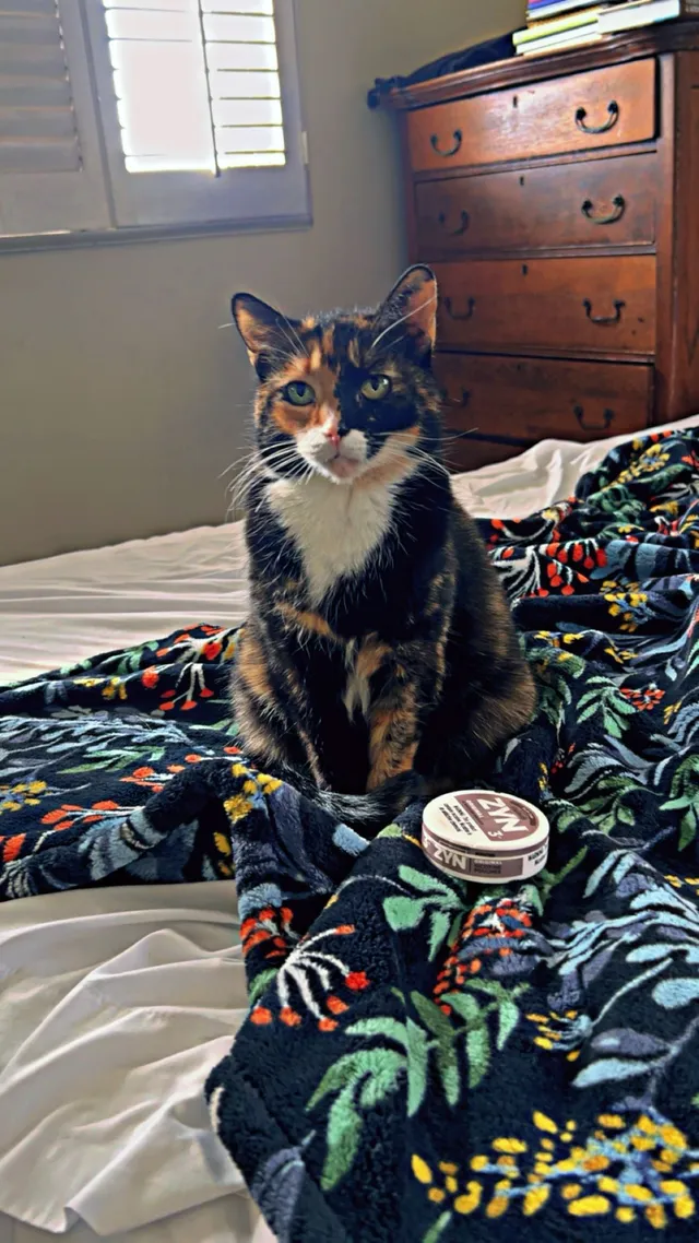 Kitkat - 17271 Roseleaf Ave, Tustin