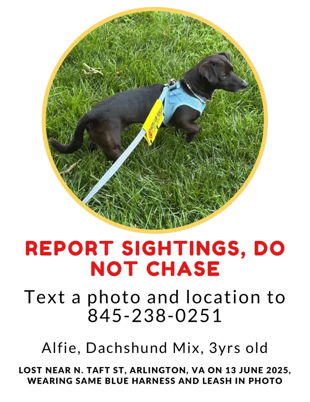 Alfie - 1200 Fort Myer Dr, Arlington