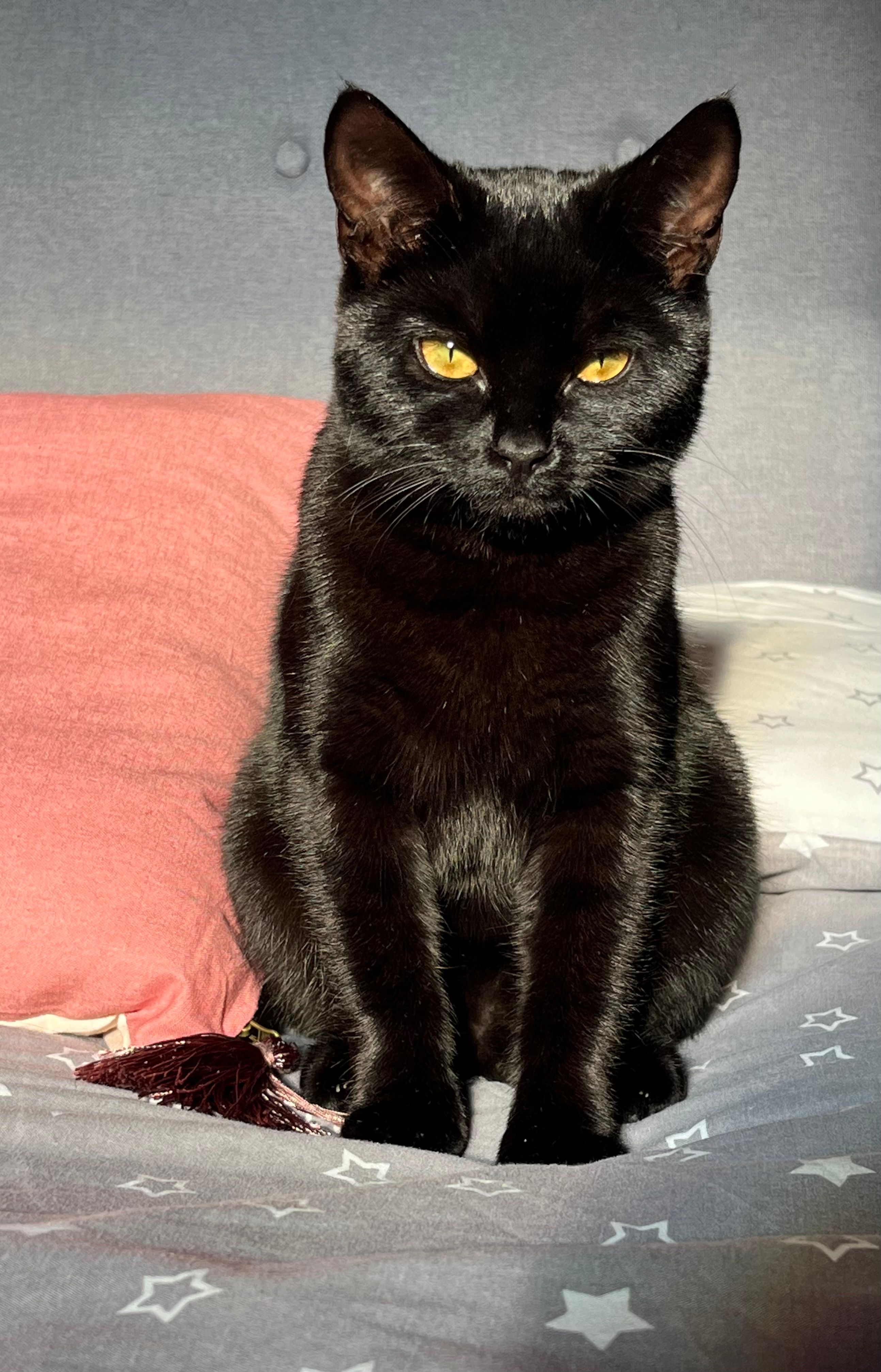 Fluffy - Pontesbury Hill Road, Shrewsbury