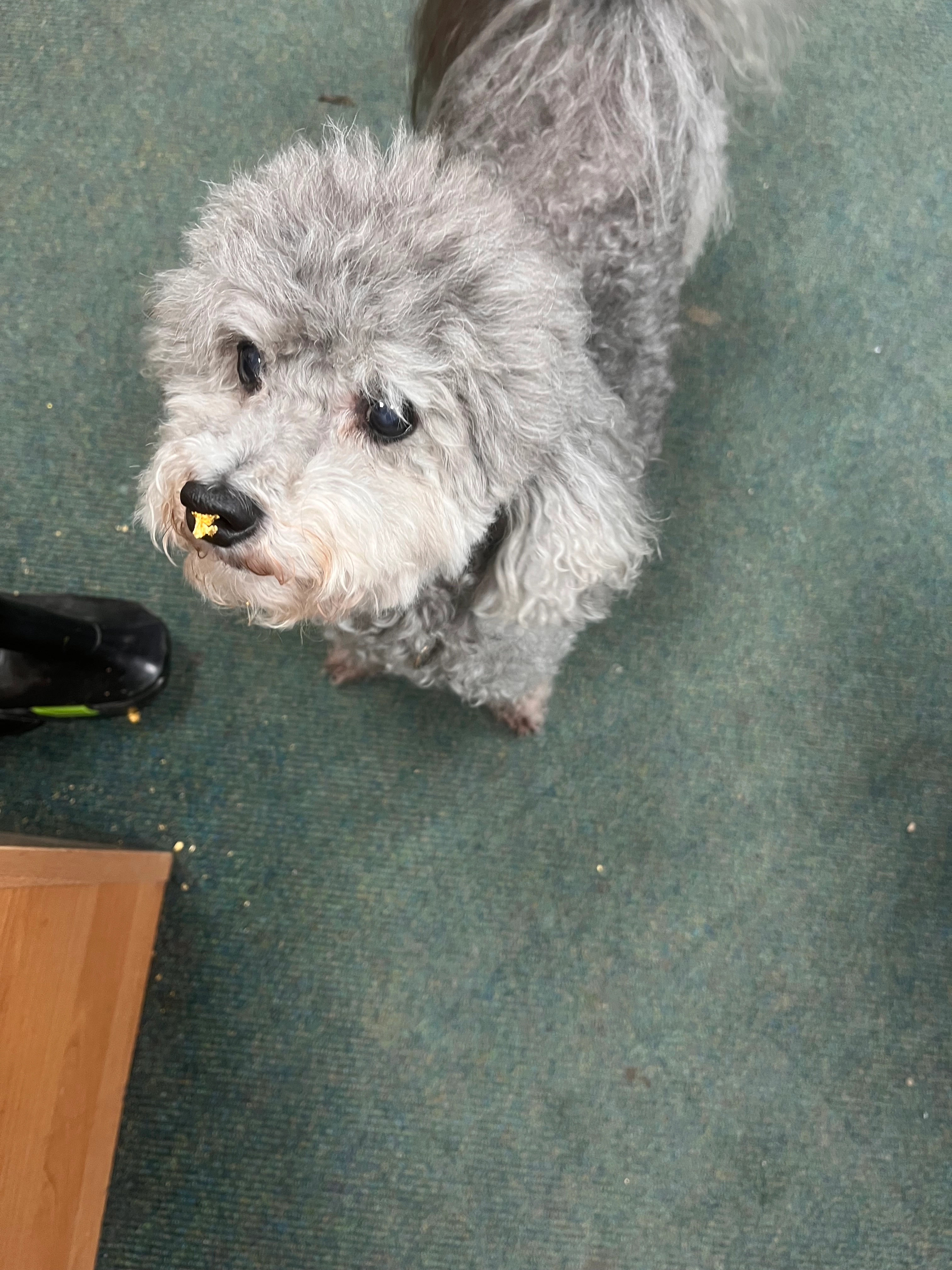 Bertie - Heathfields Court, Hounslow