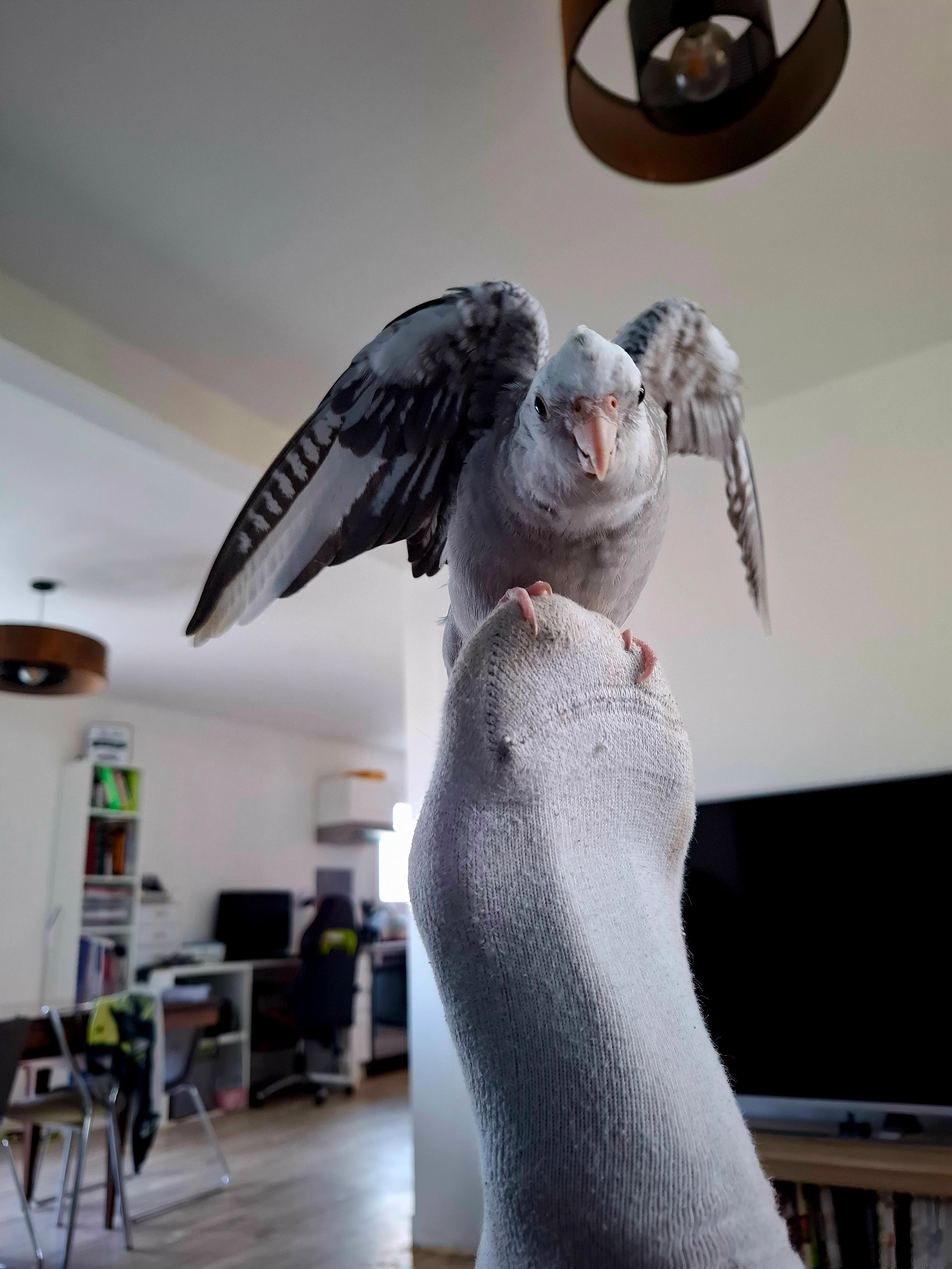 Asterix - 29 Rue René Coty, Trégueux