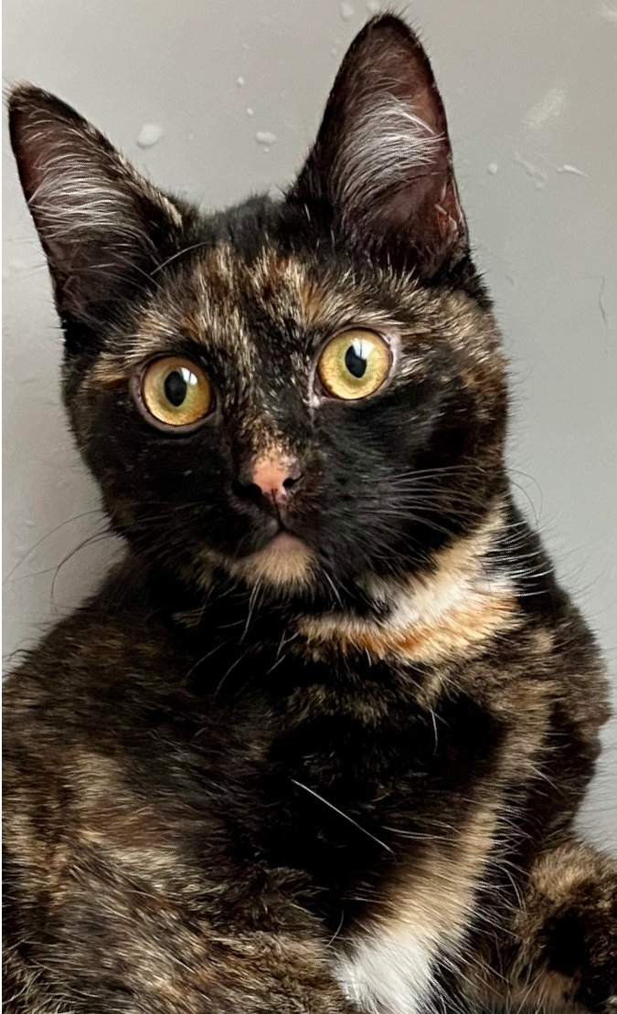 Krümel - Albert-Schmidt-Straße, Halle