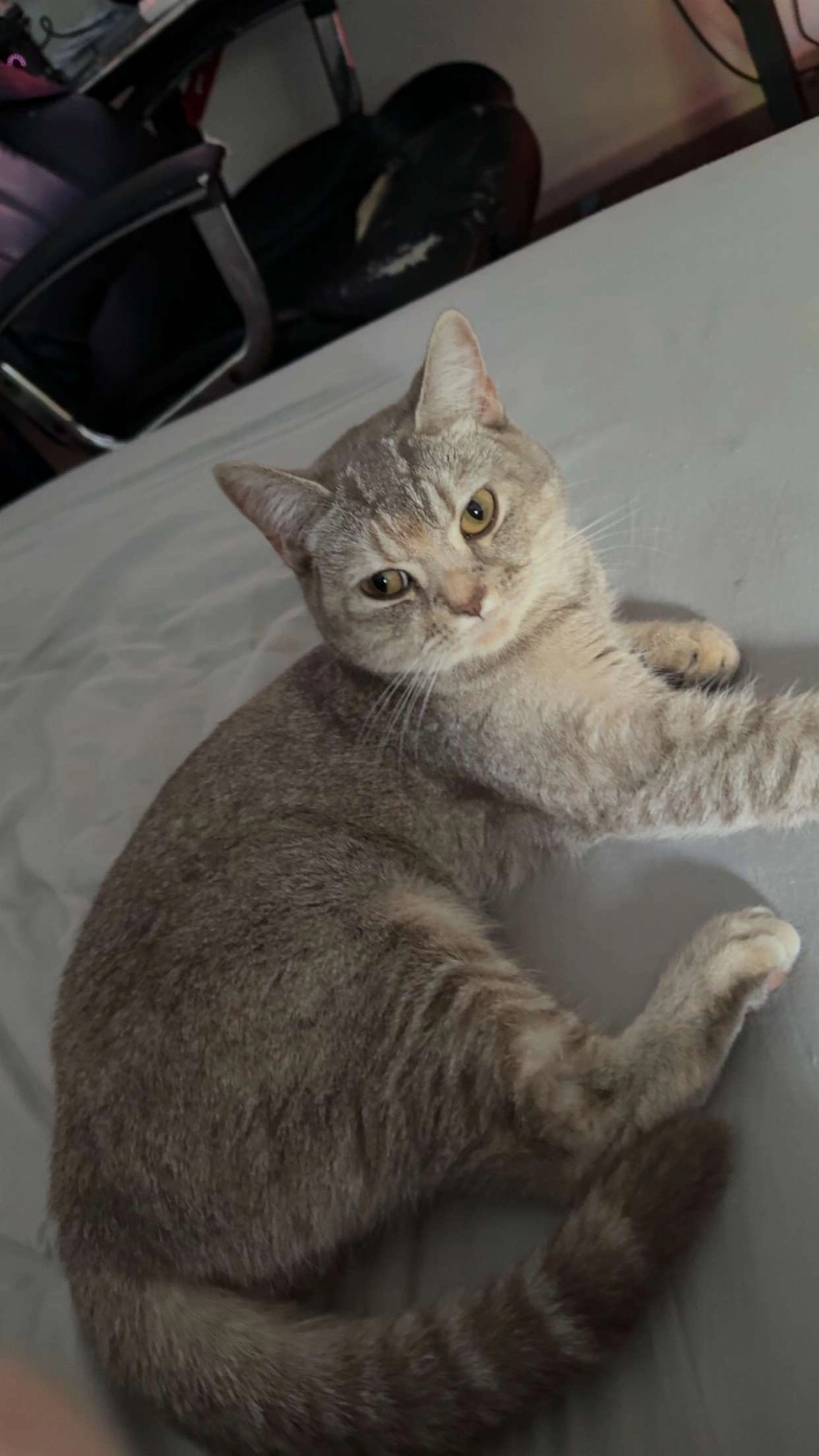 Misty - Marie Curie Drive, Newcastle Upon Tyne