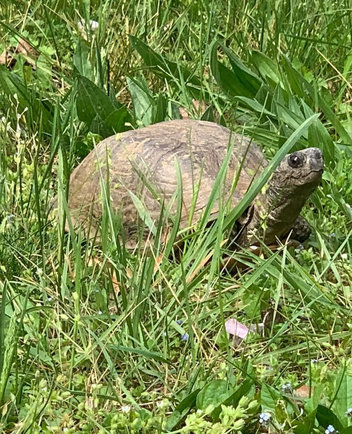 Caroline - Rue Charles Marie Widor, Colmar
