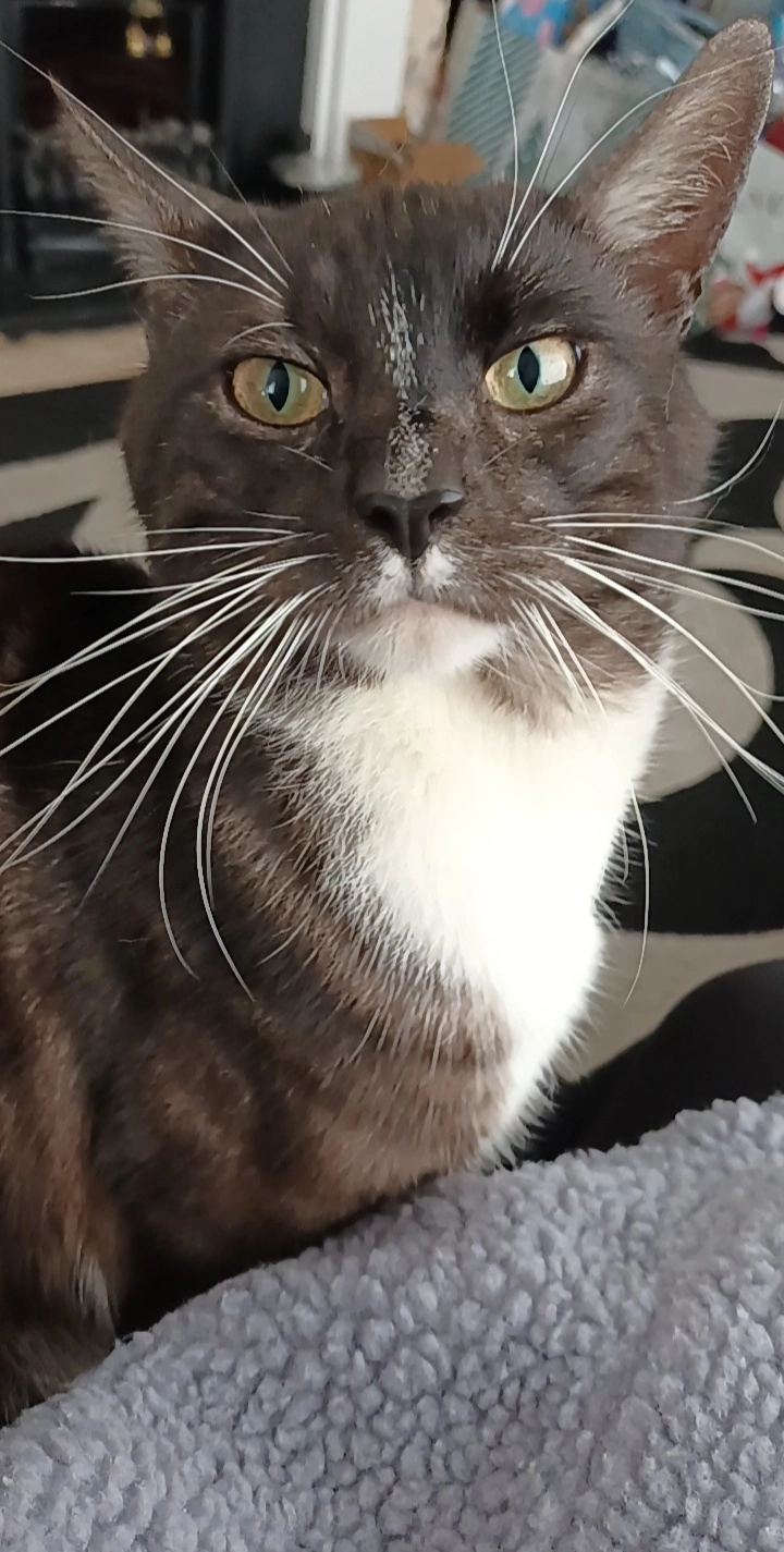 Loki - 5 Bexton Avenue, Winsford