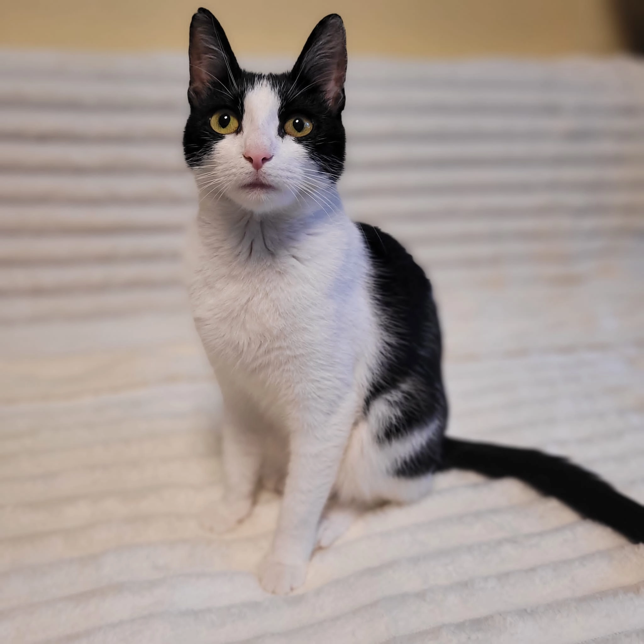 Maja - Richard-Strauß-Ring, Lübeck