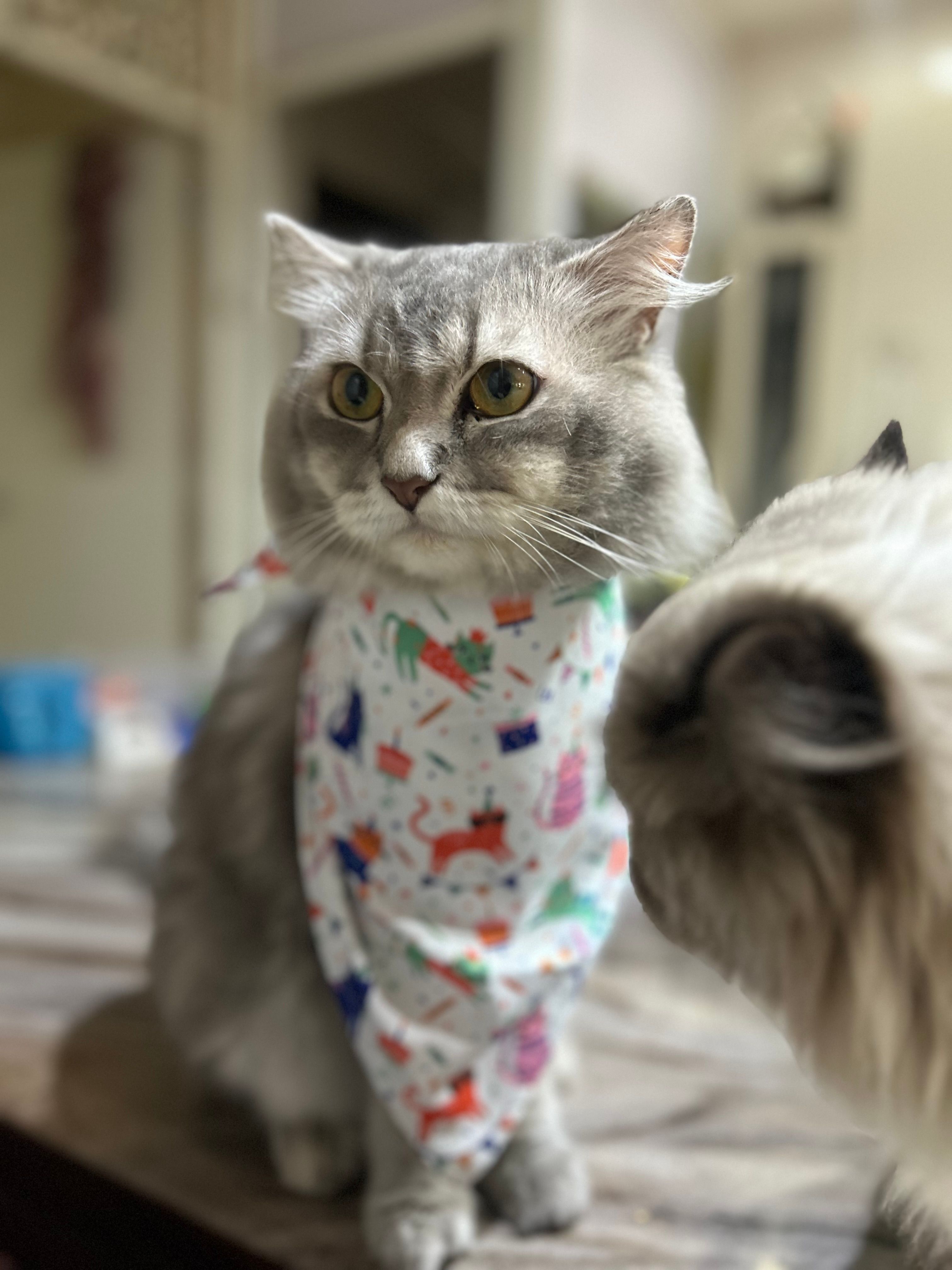 Shifu - Bhavani Peth, Pune