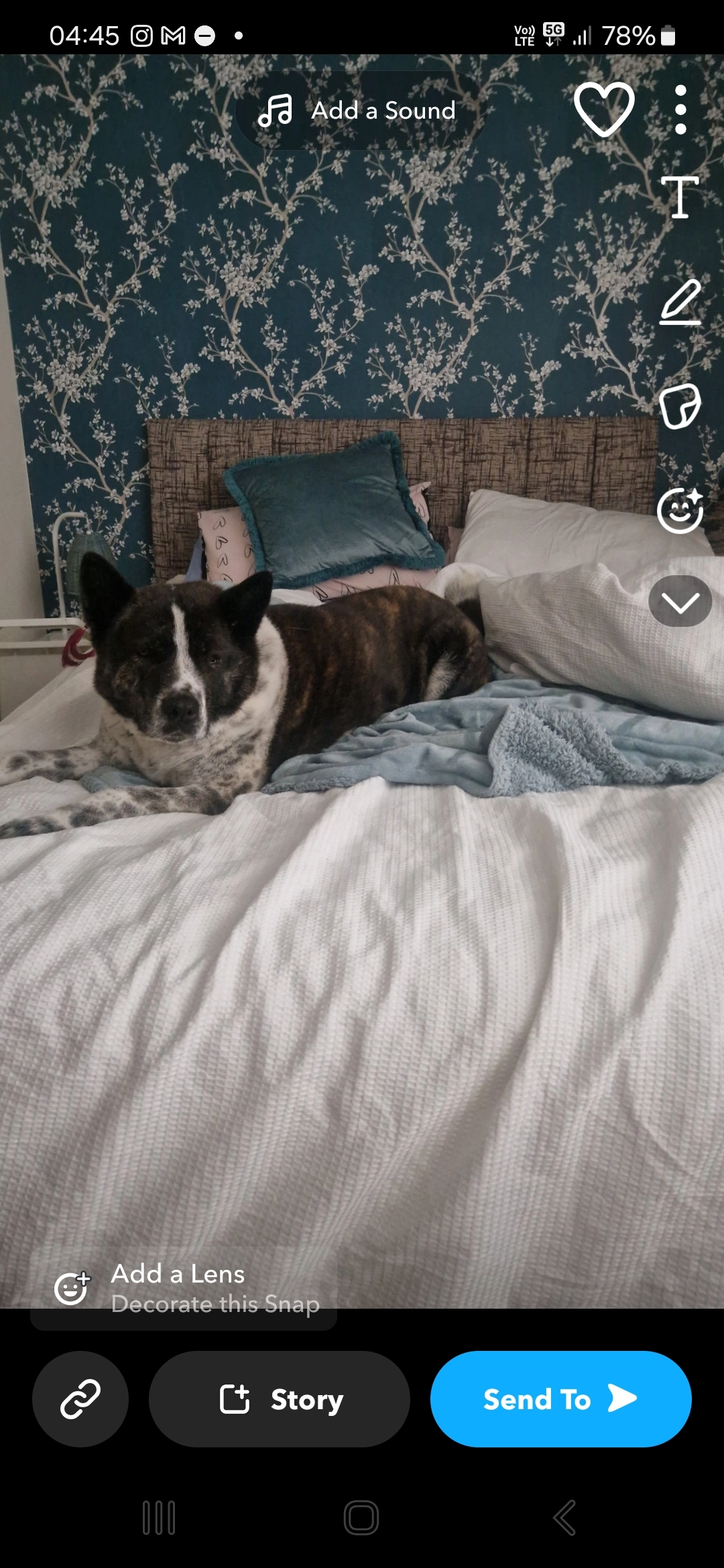 Lexi - Inchcolm Avenue, Ballymena