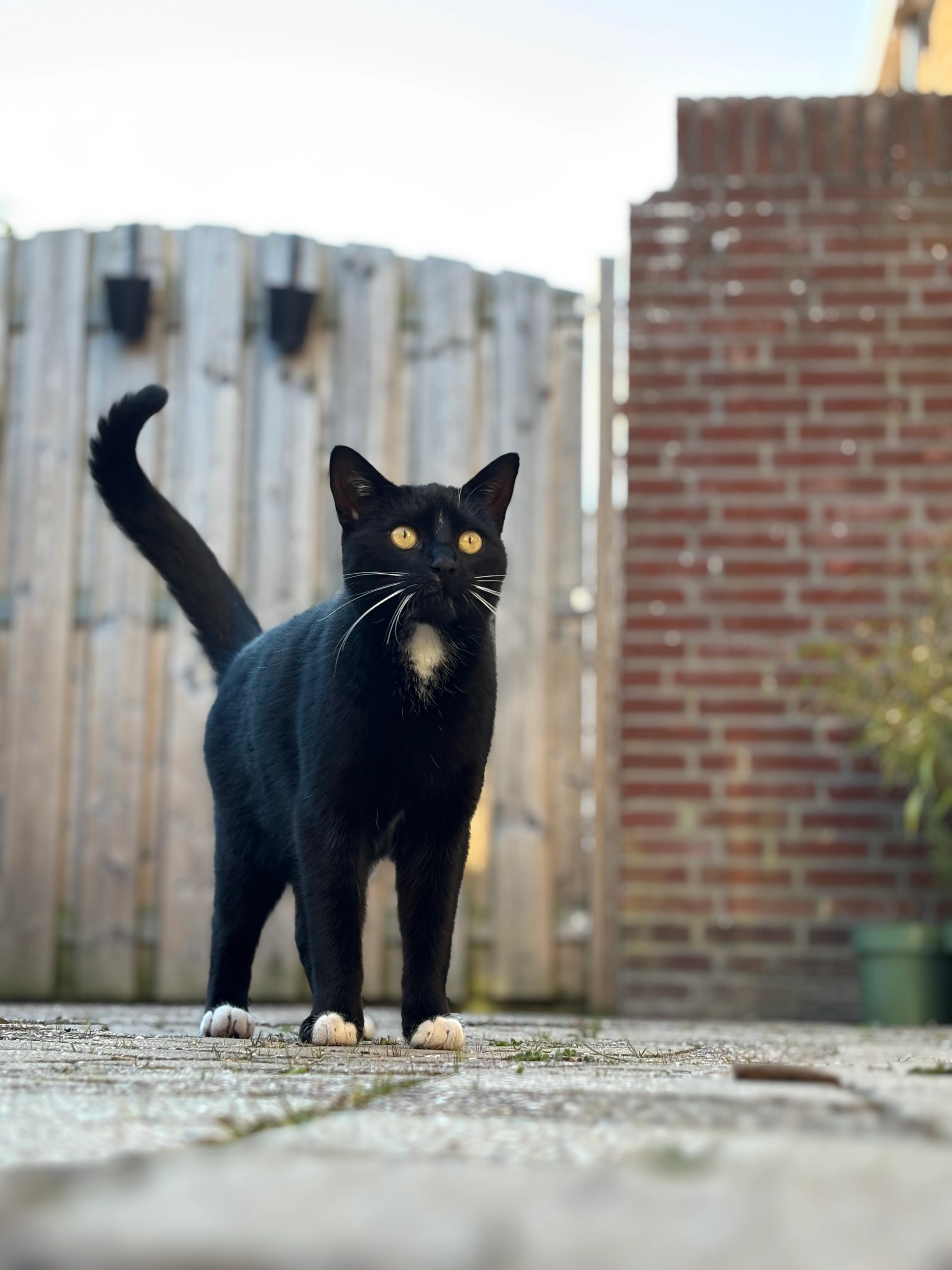 Lux - Graaf Willemstraat, Bovenkarspel
