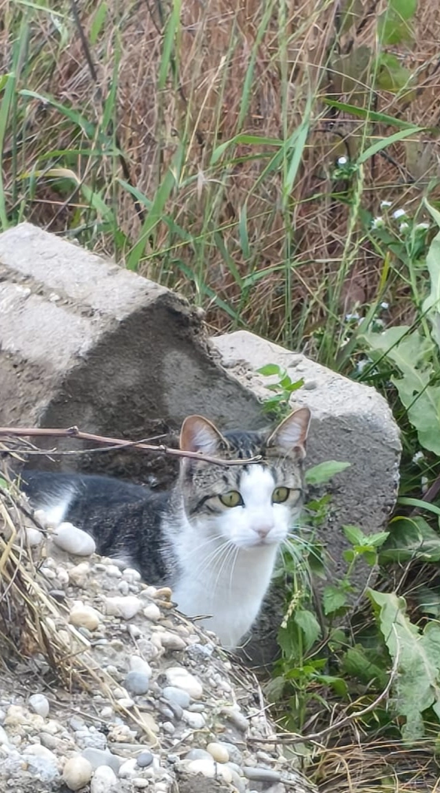 Mini katze - Reiherweg 67, Wien