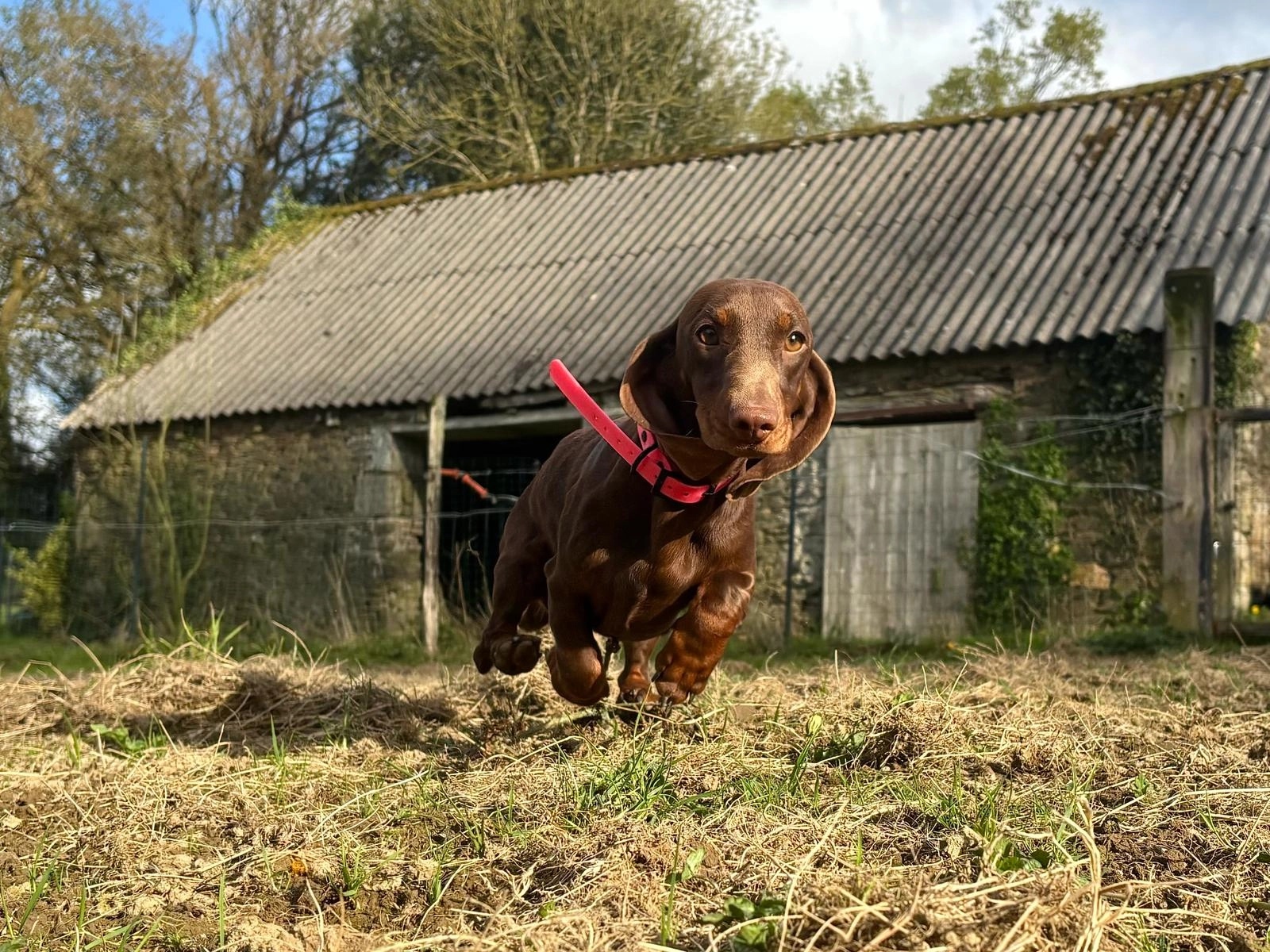 Sun - 63310, Saint-Sylvestre-Pragoulin