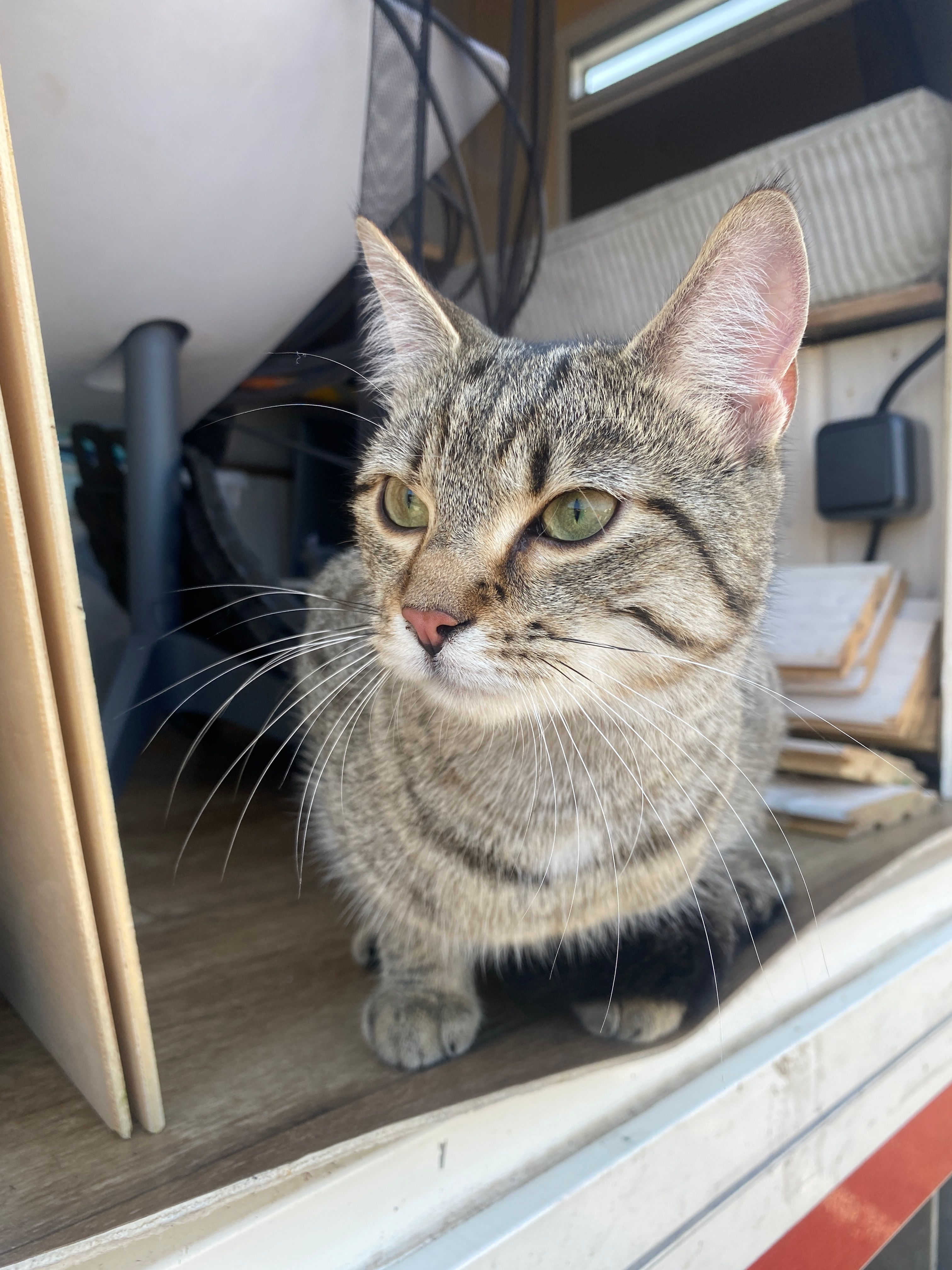 Cleo - Schäfertor, Diesdorf