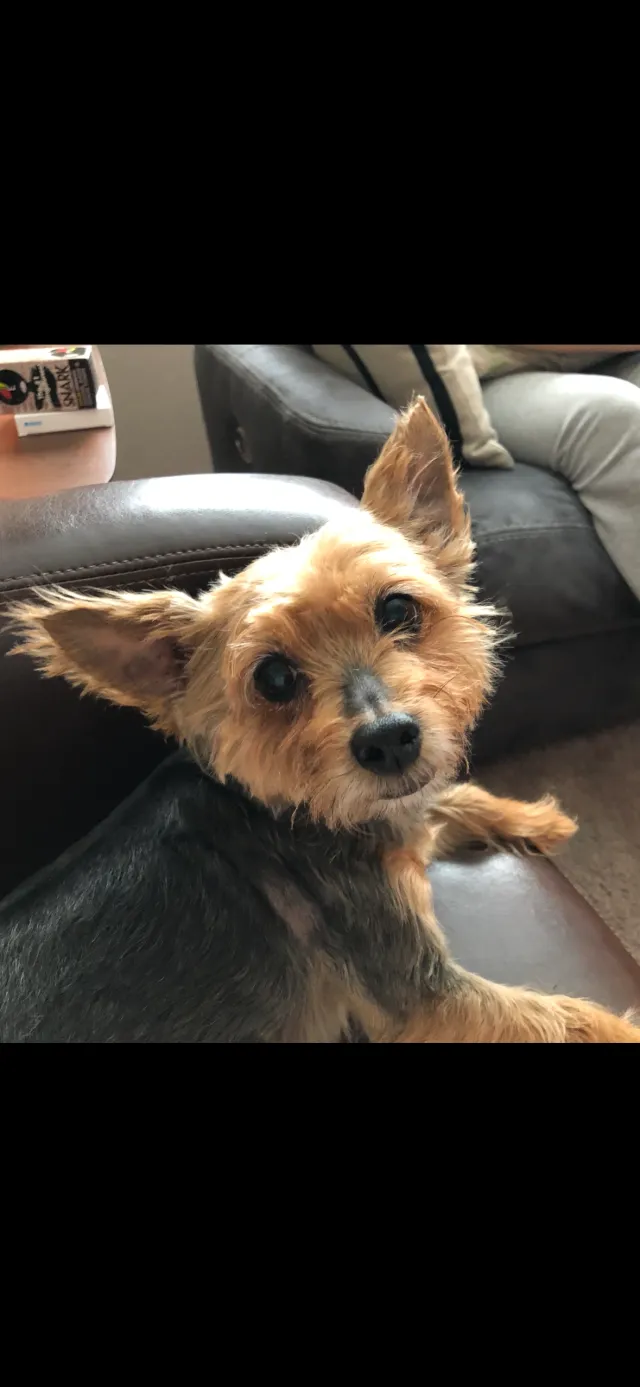 Izzy - 6316 S 45th Dr, Laveen