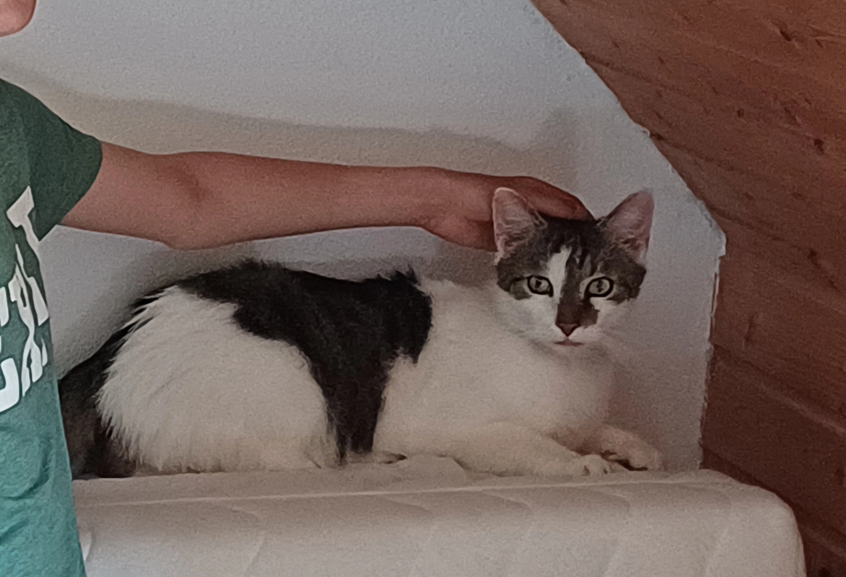 Katerchen Felix  - 90610, Winkelhaid