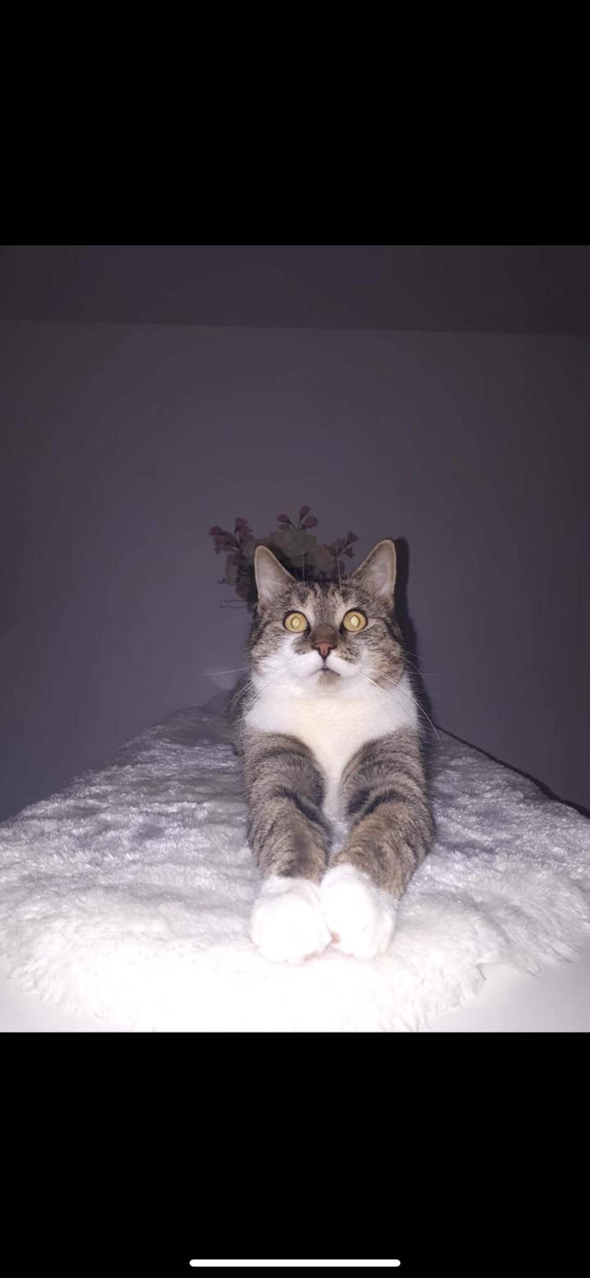 Theo - Elsa-Brandström-Straße, Neu-Ulm