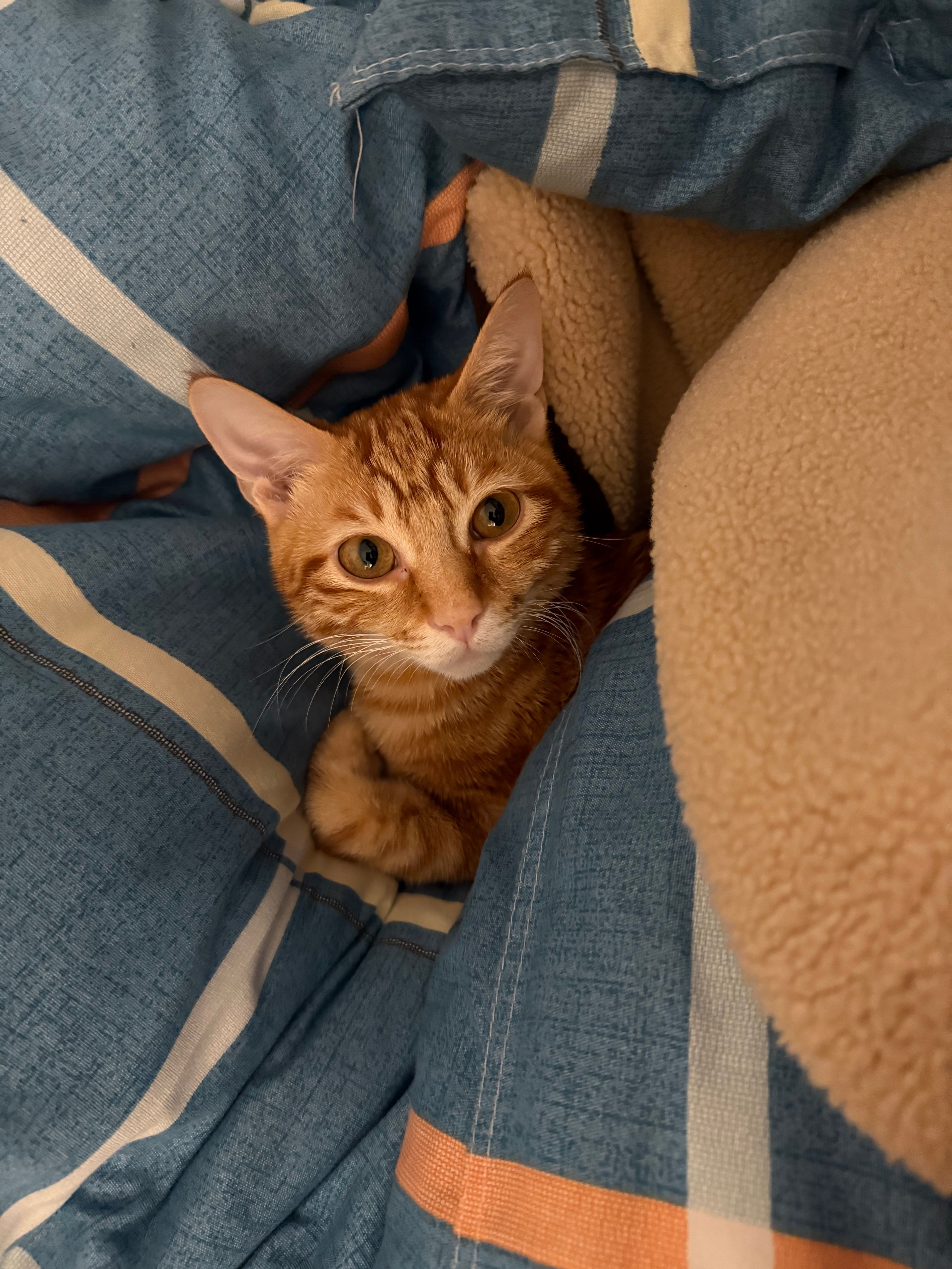 Mimi - 173 Temple Street, Jordan