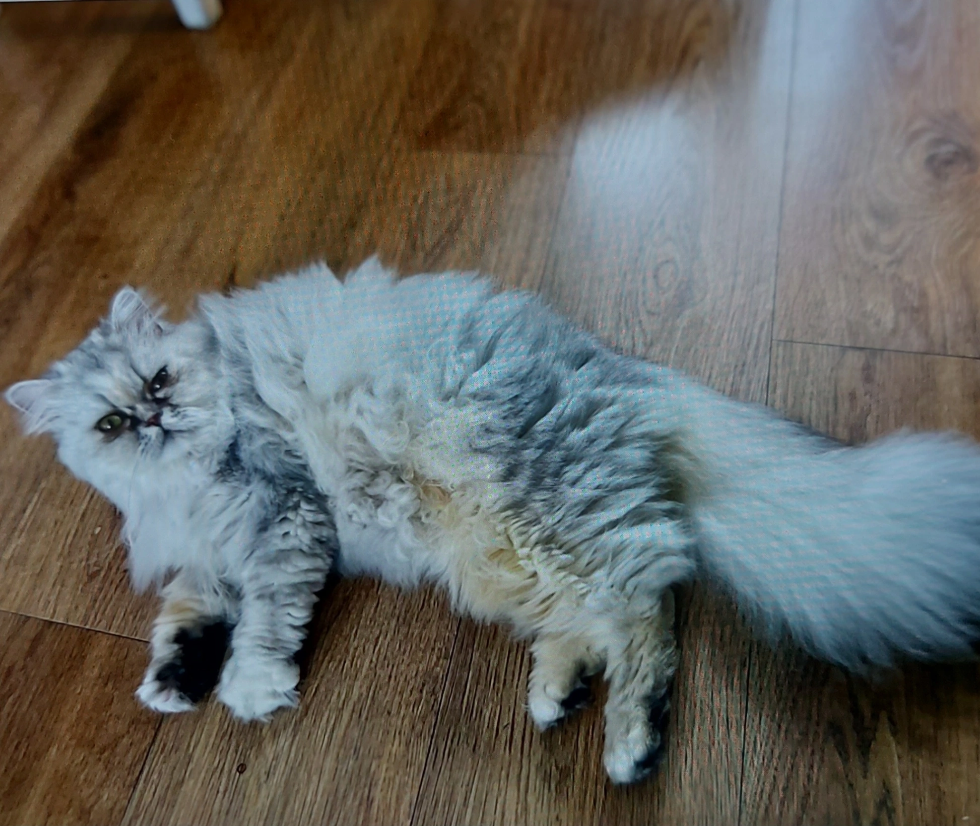 Angel - Shipley Fields Road, Shipley