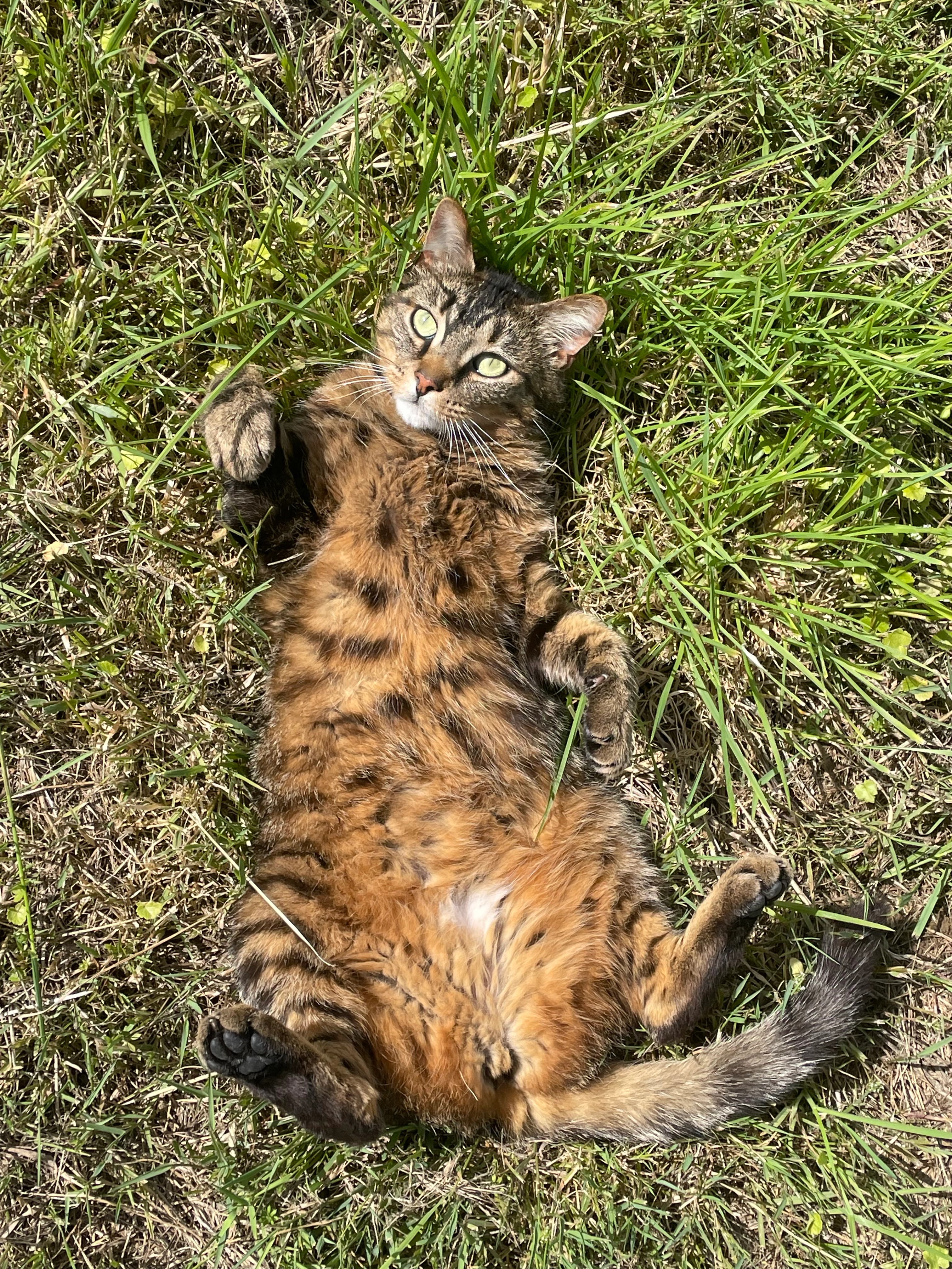 Luna - 15 Rue des Charrières, Domfront-en-Poiraie