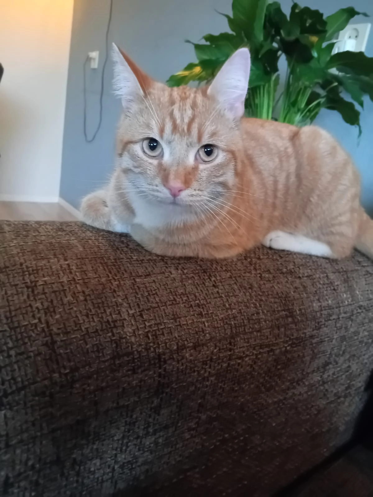 Simba - Prinsenhof, Kollum