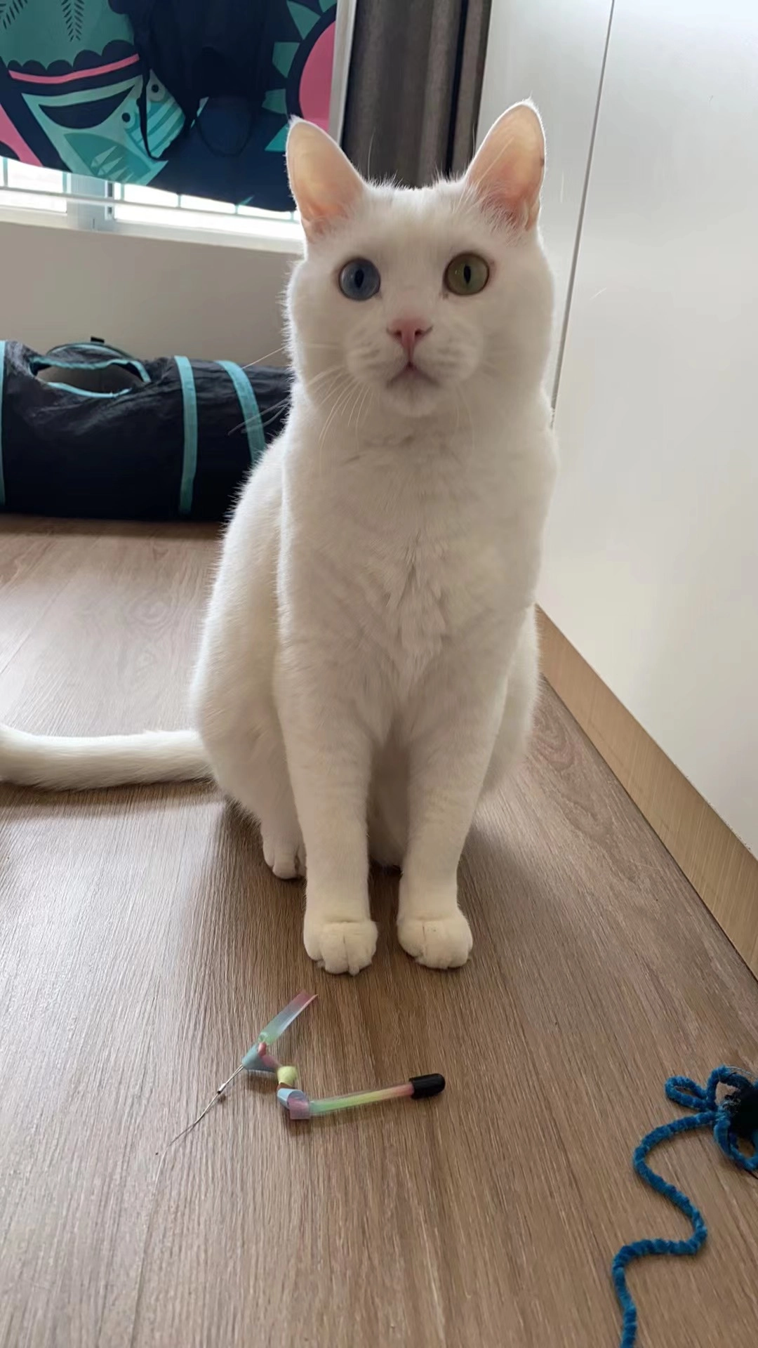 Habibi - Rua Doutor Leão De Oliveira, Sintra