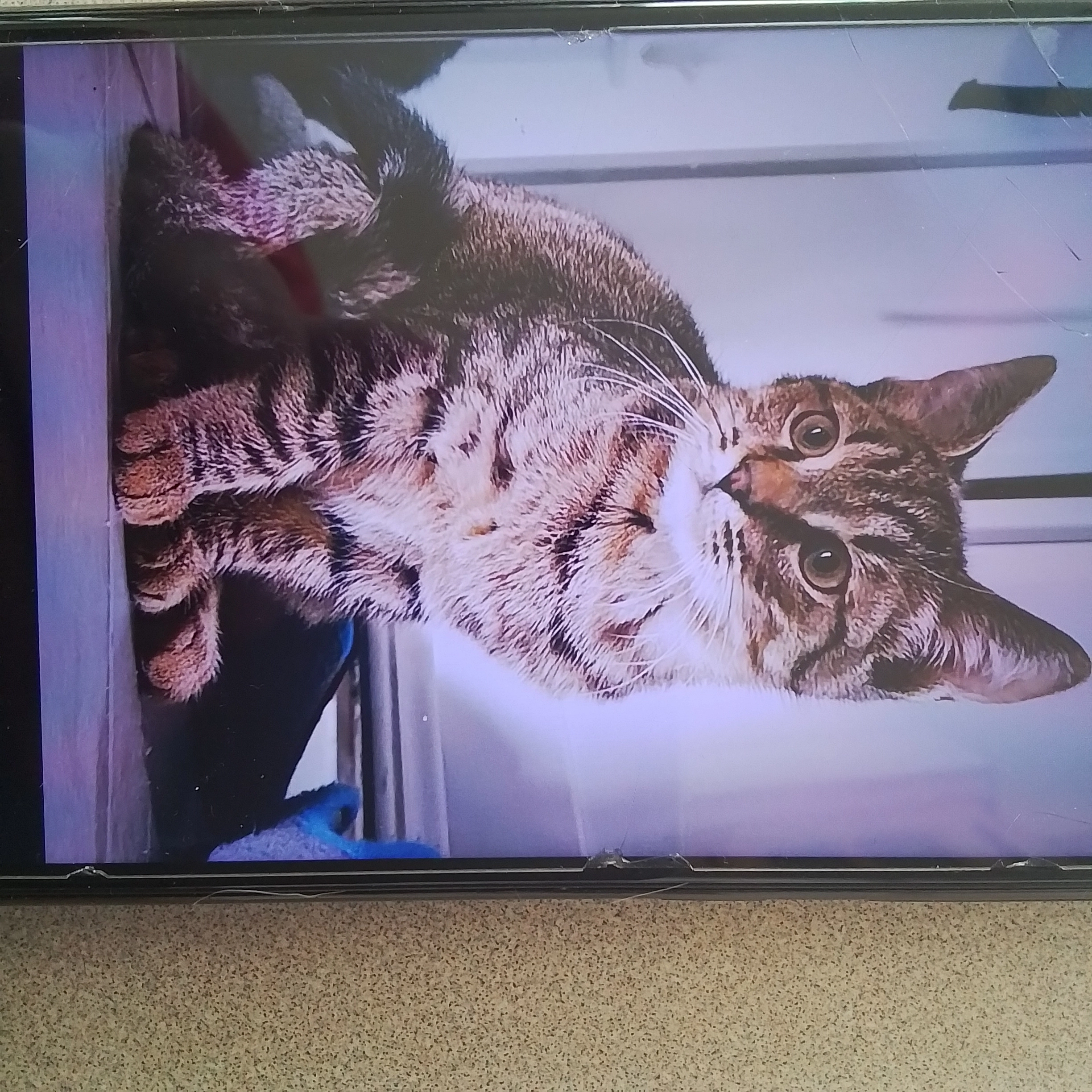 Venom - Avenue Jean Baudry, Varennes-Vauzelles