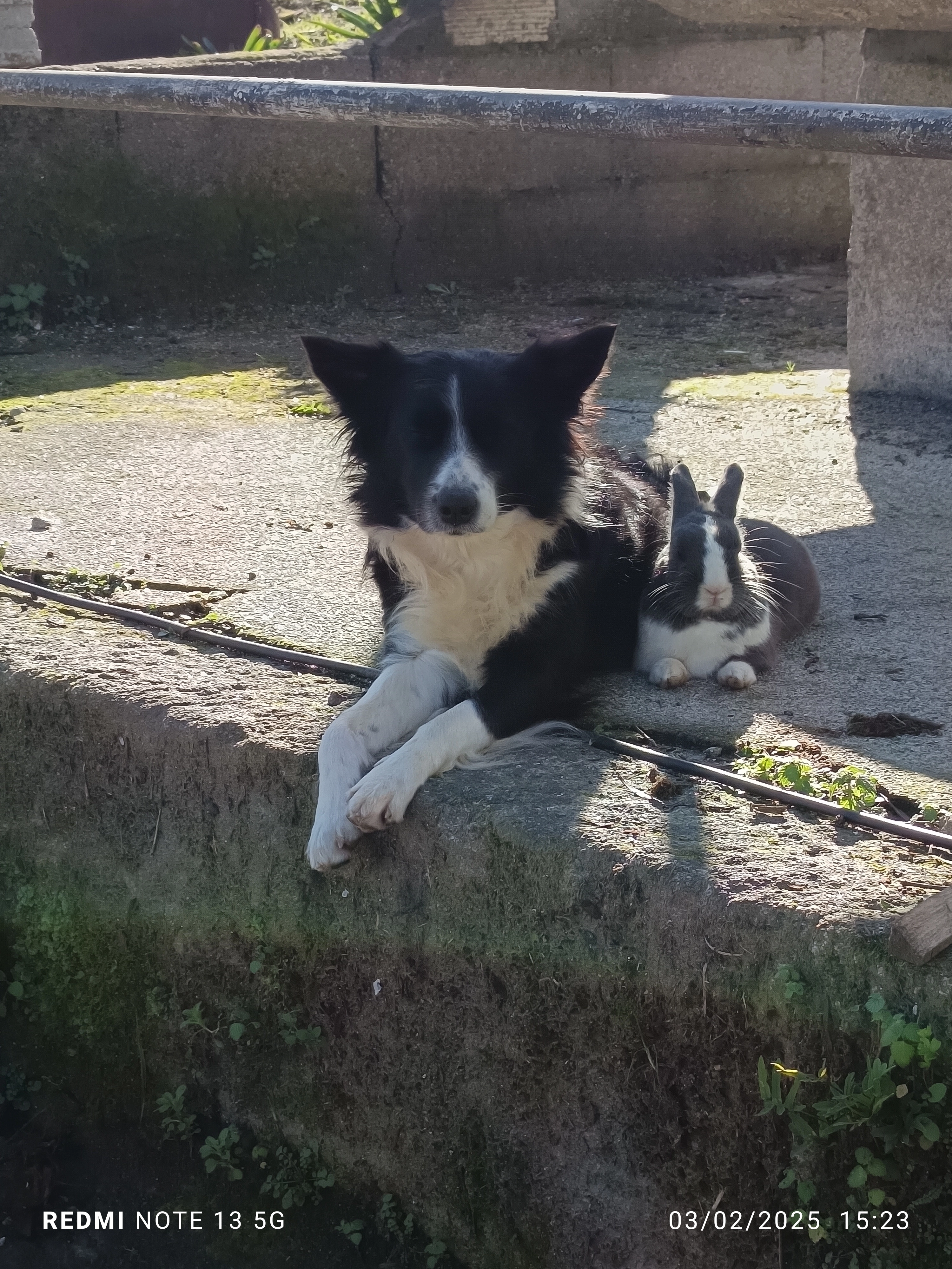 Panda  - Lg Parada De Abaixo-Campaño, Pontevedra