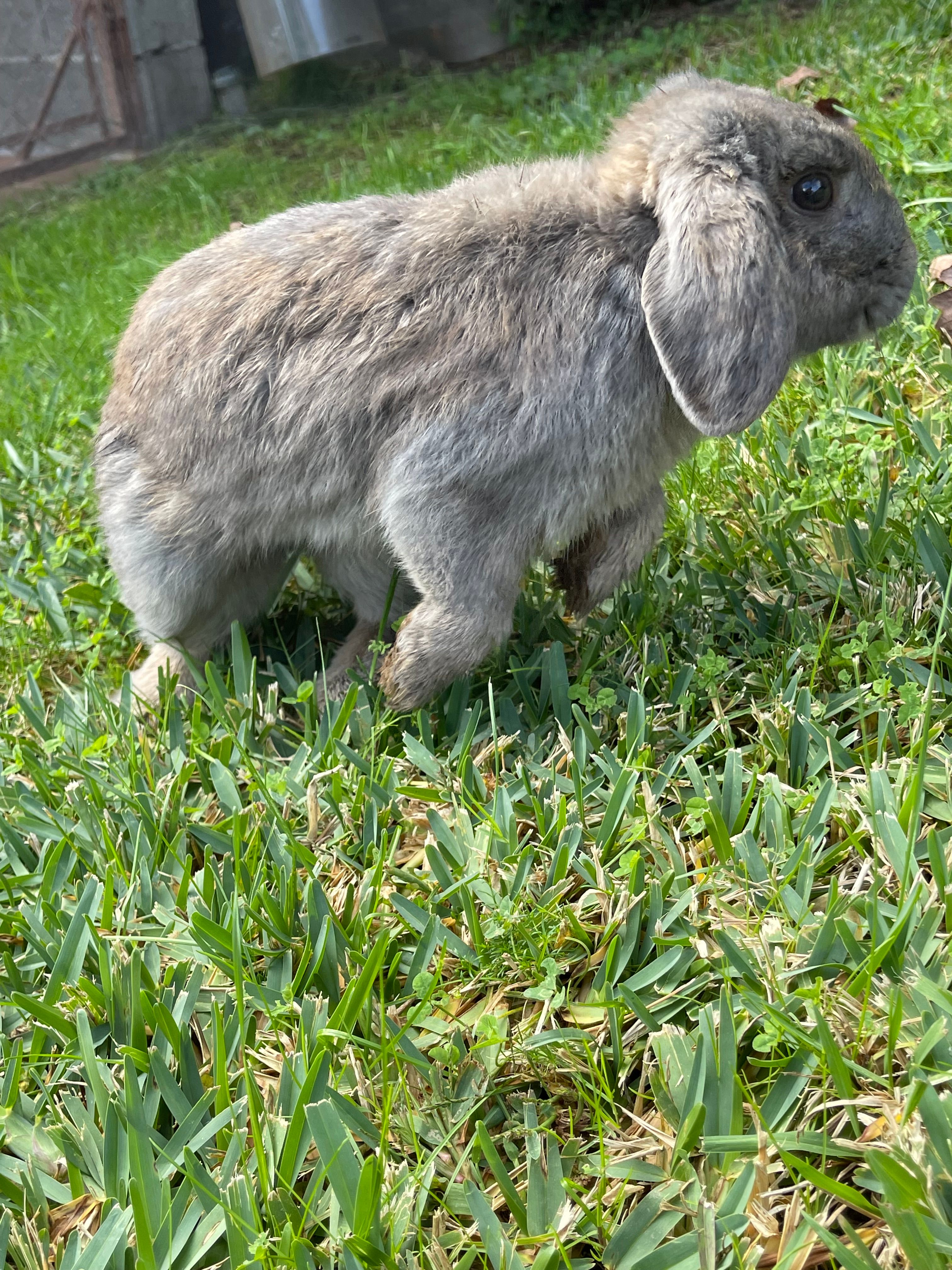 Lilo  - Cm Grilo Do-Nigran, Nigrán