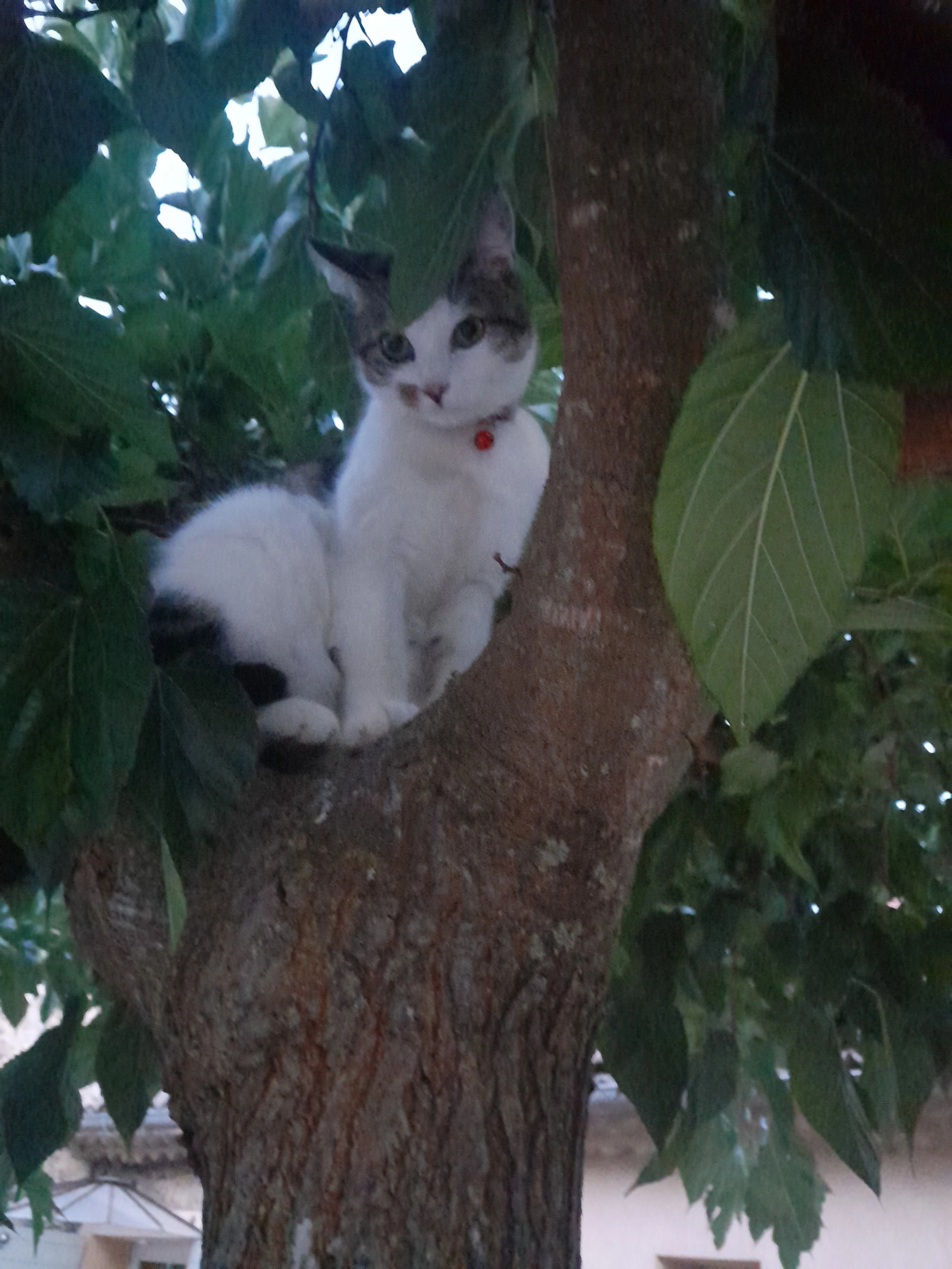 MIA - 138 Impasse du Veudey, Bonneville