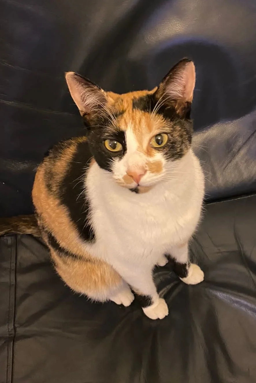 Pepper - High Street, Cambridge