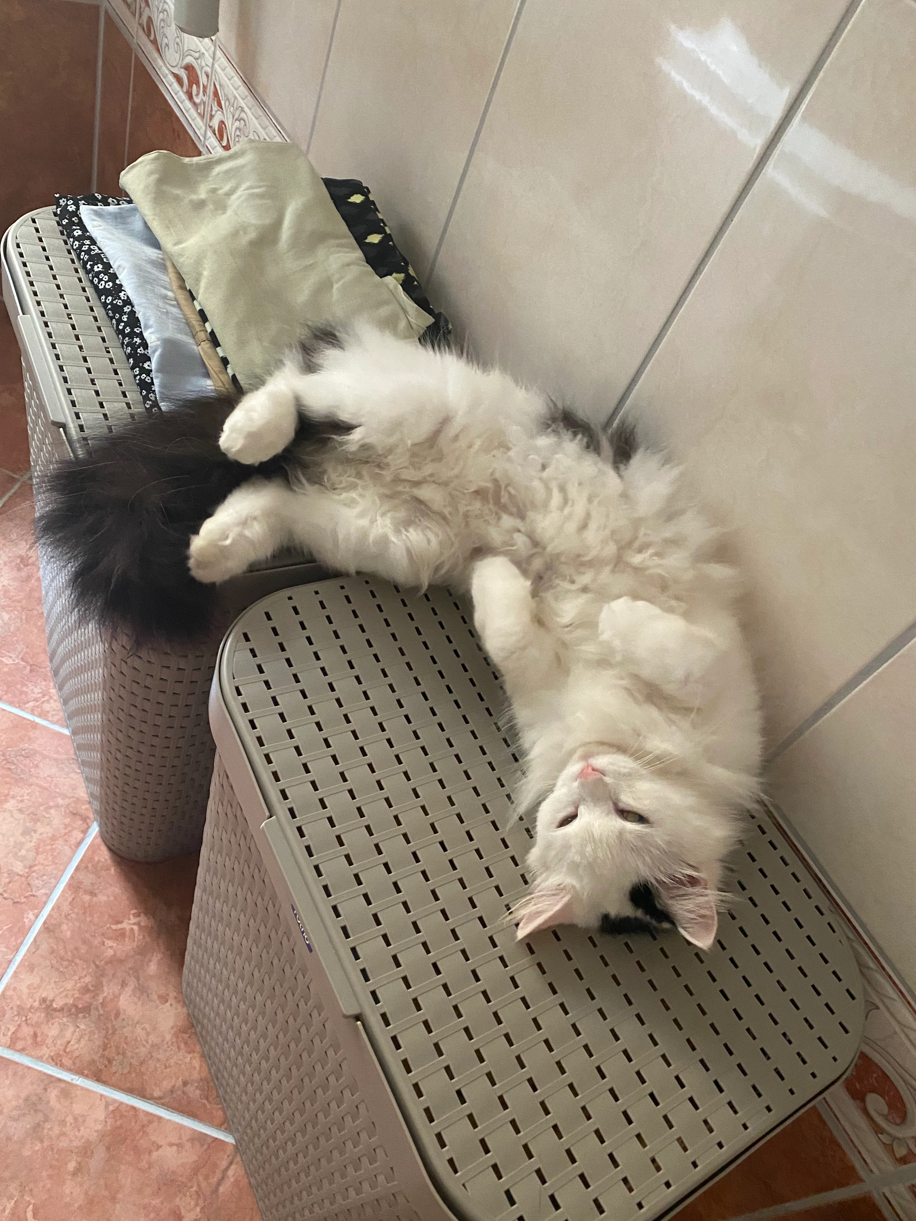 Suki - Augustinerstraße 2, Ansfelden