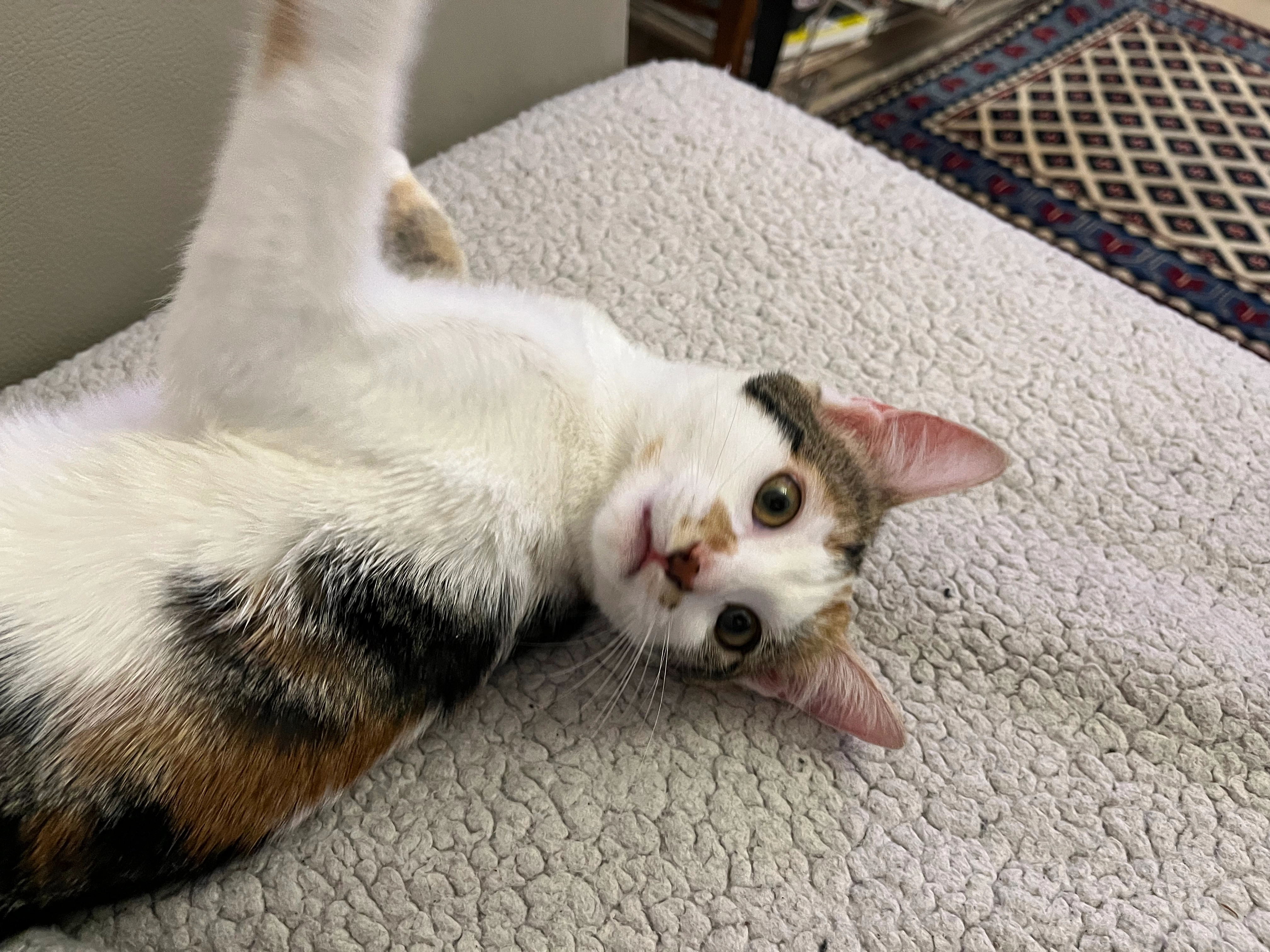 Vanille - Route du Bourbouray, Roisey