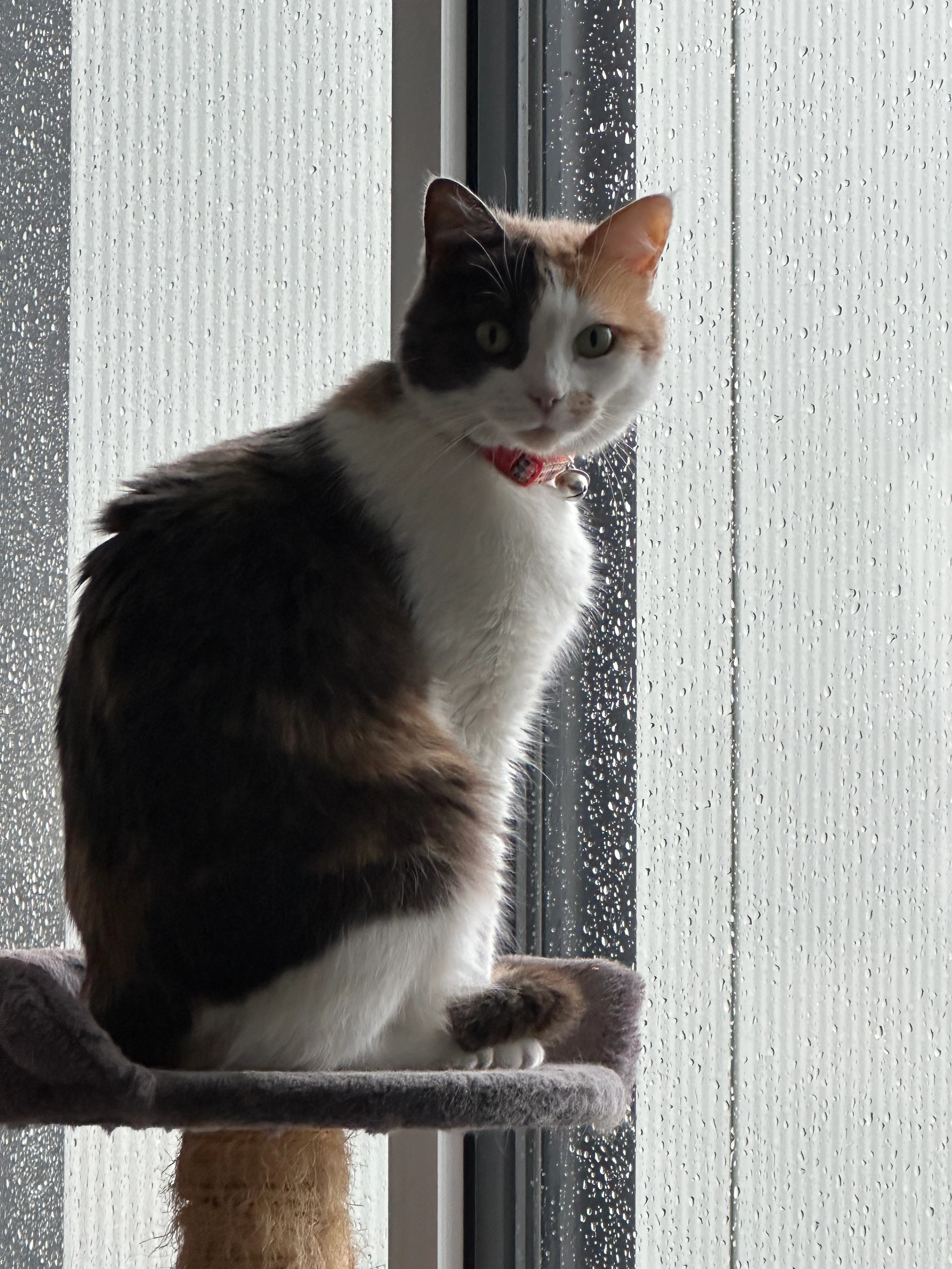 Chipie - Rue De Traou Nen, Plouisy