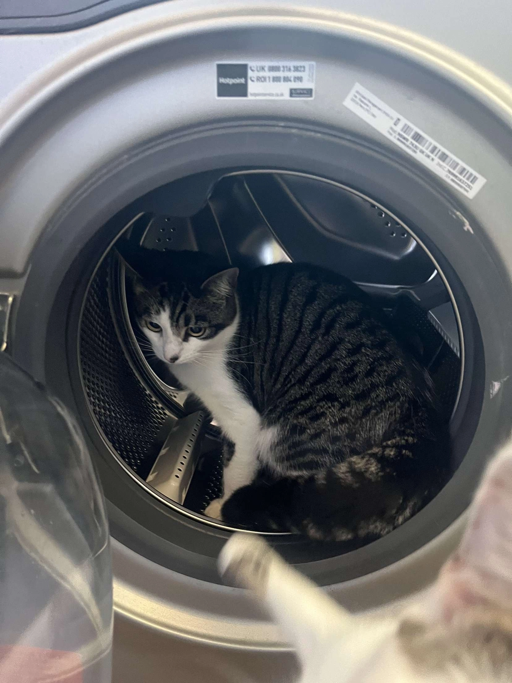 Silas - 65 Lesney Gardens, Rochford