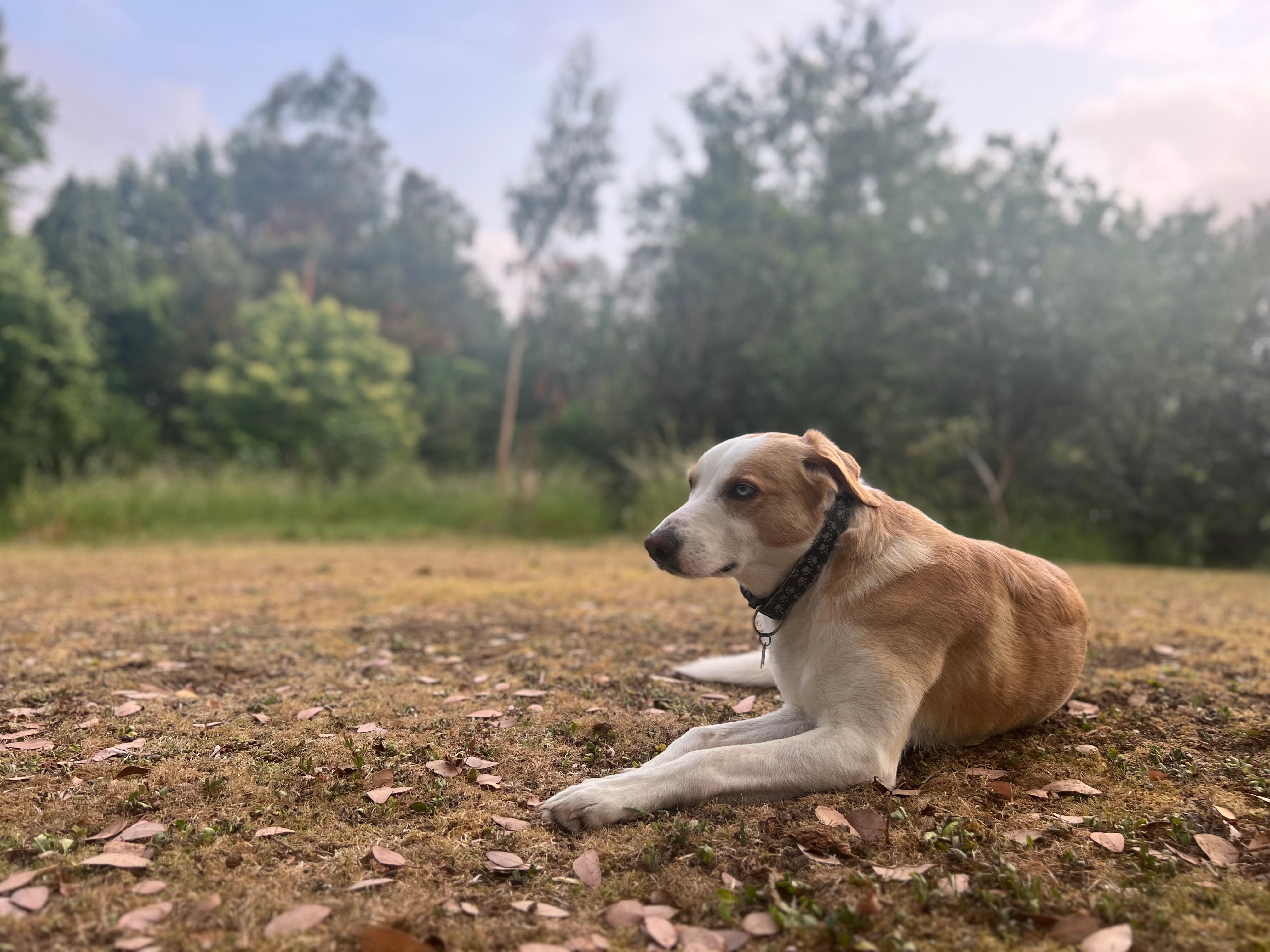 Blue - Bowden Hill, Newton Abbot