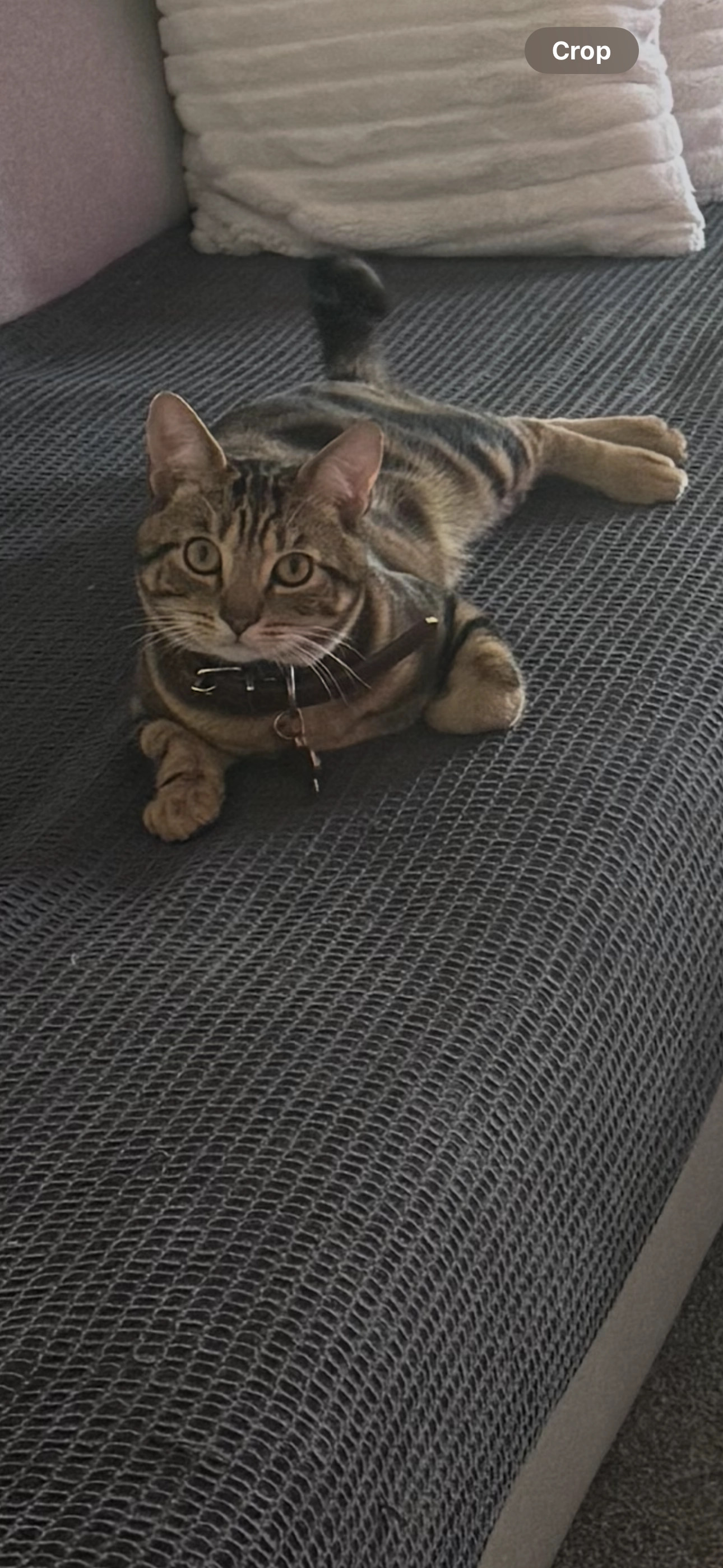 Tiger - CT20 3XH, Folkestone