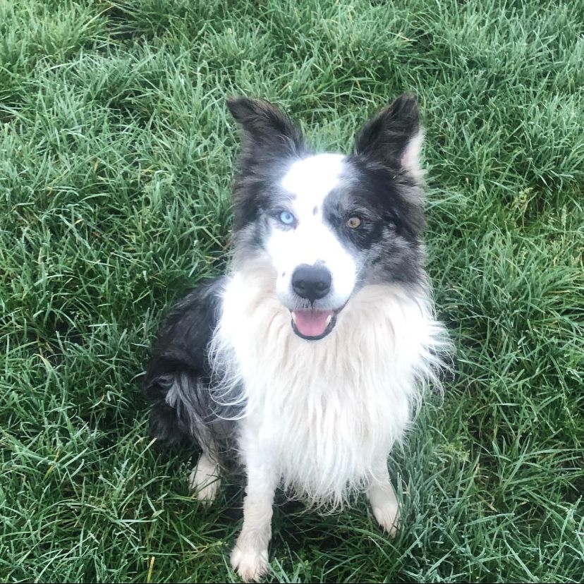 Boris - Achterste Hoeve, Kaatsheuvel