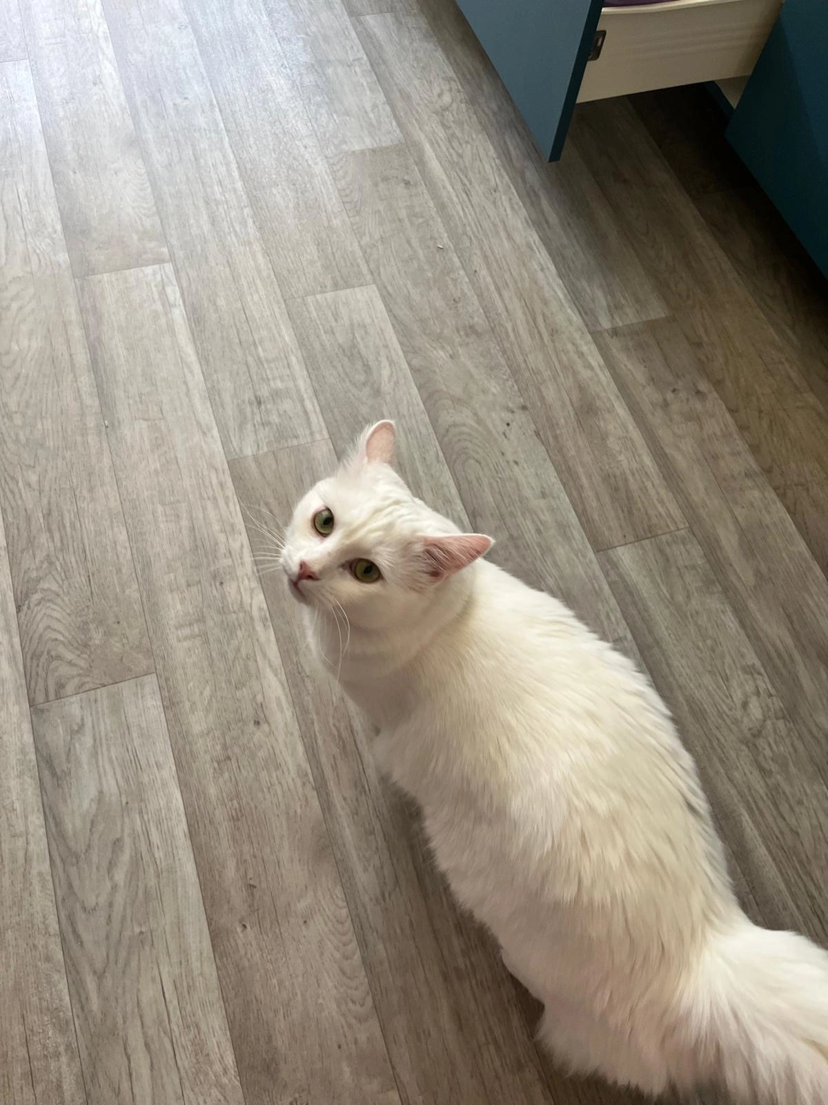 Michou - 5 Chemin des Perdrix, Rillieux-la-Pape