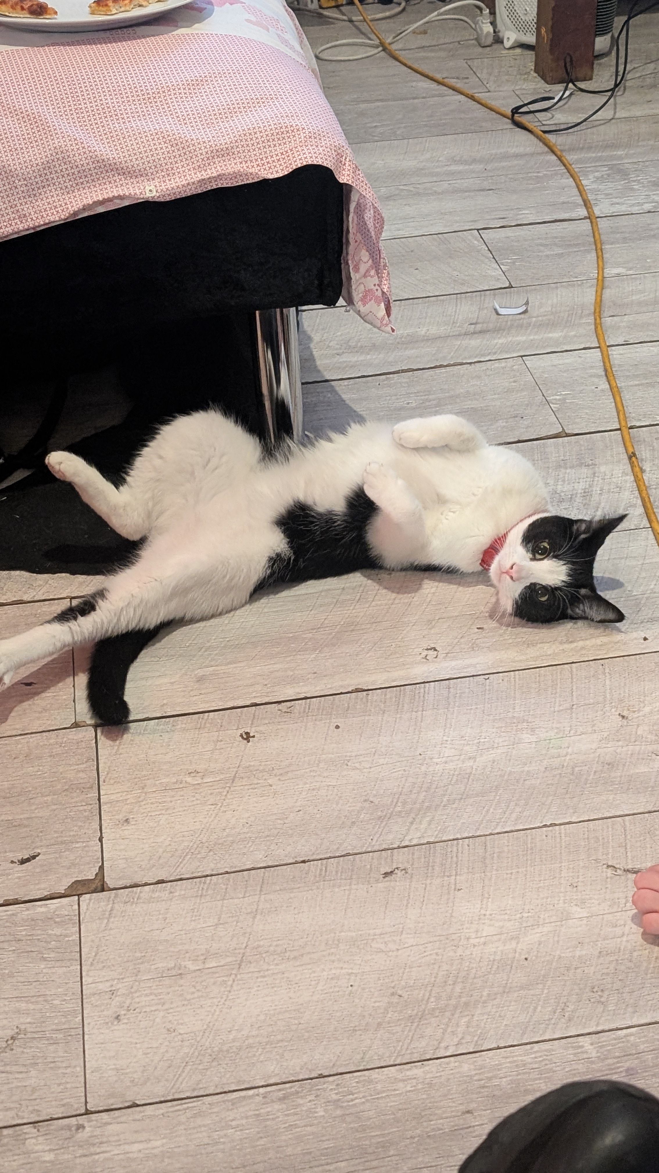 Cleo - Paul's Place, Dover