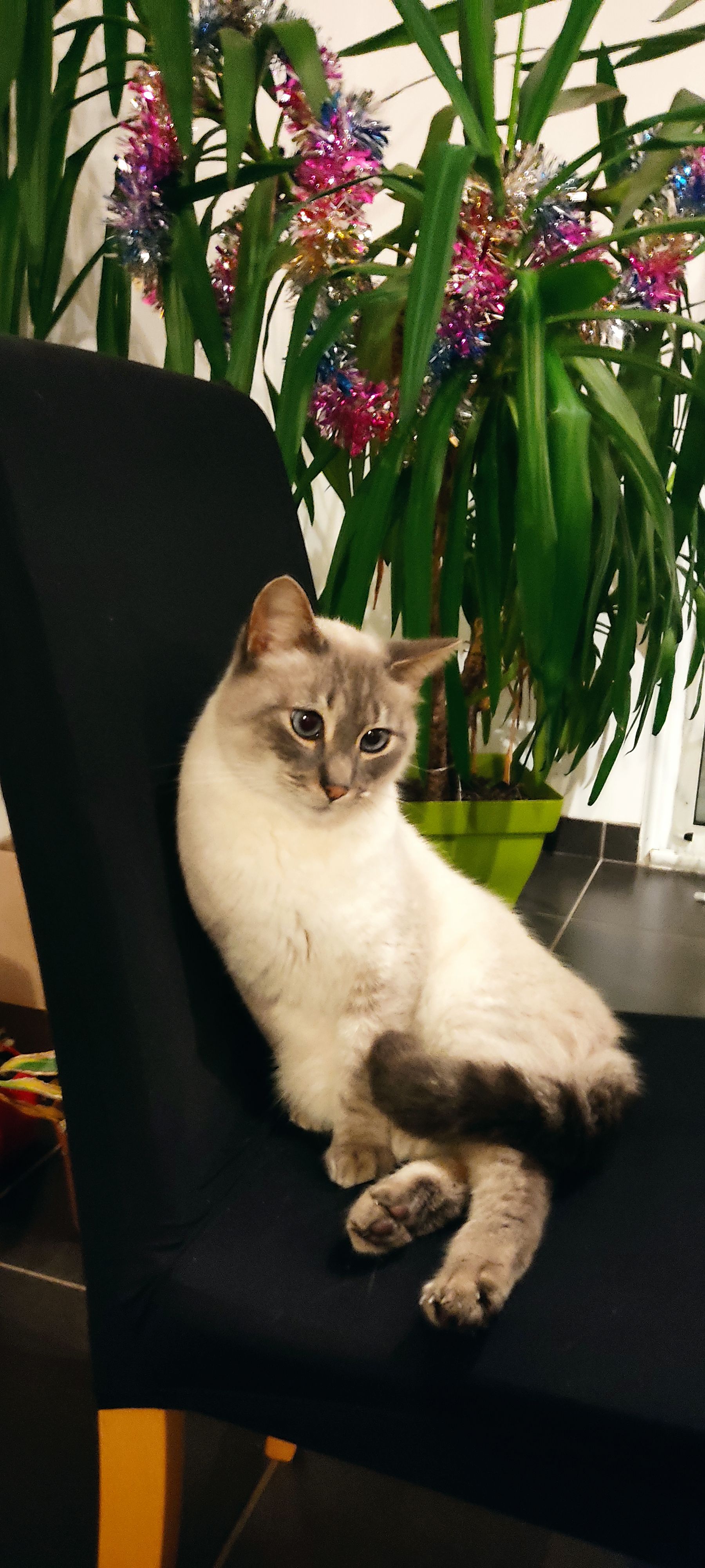 Nouka - Menaty, Plescop