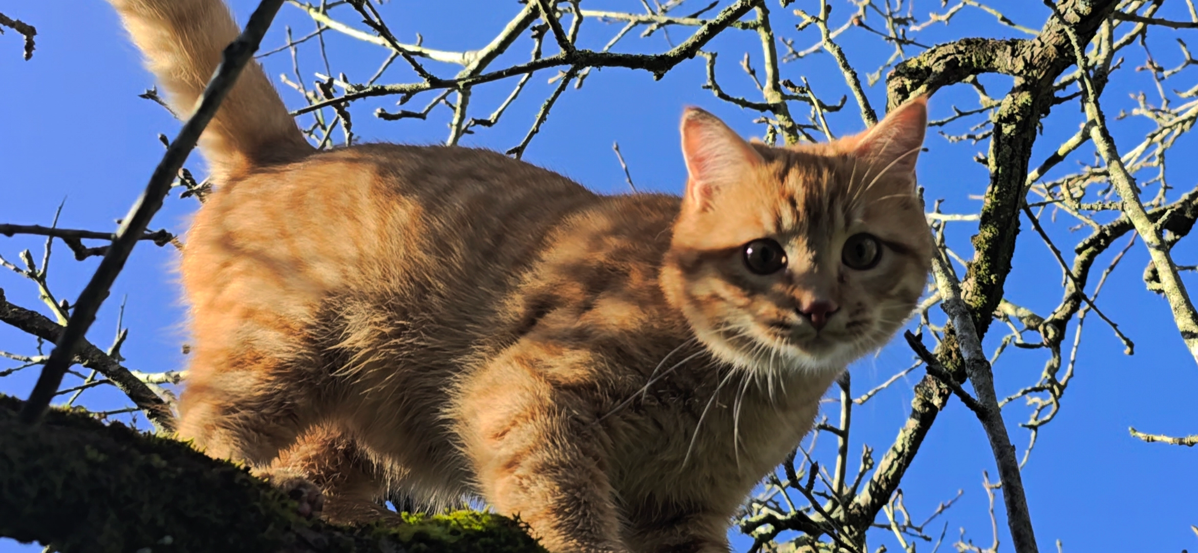 Marceau - 105 Rue Aliénor d'Aquitaine, Taillebourg