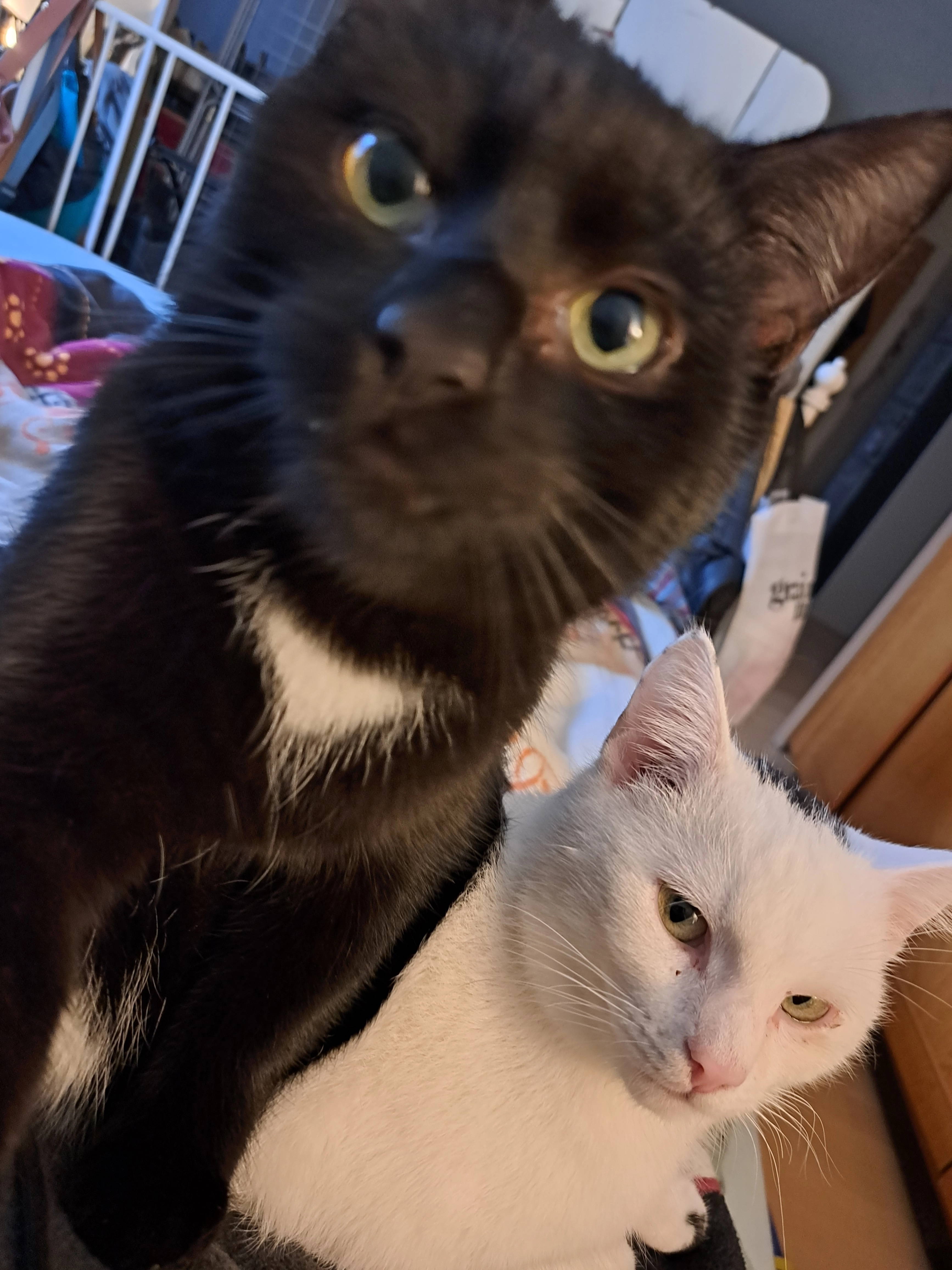 Louis - Gensfleischstraße, Mainz