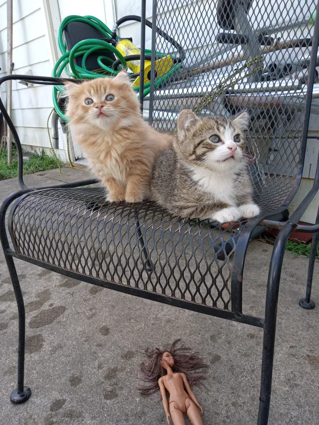 Luna y Garfield son dos  - 1914 Ontario Ave, Springfield