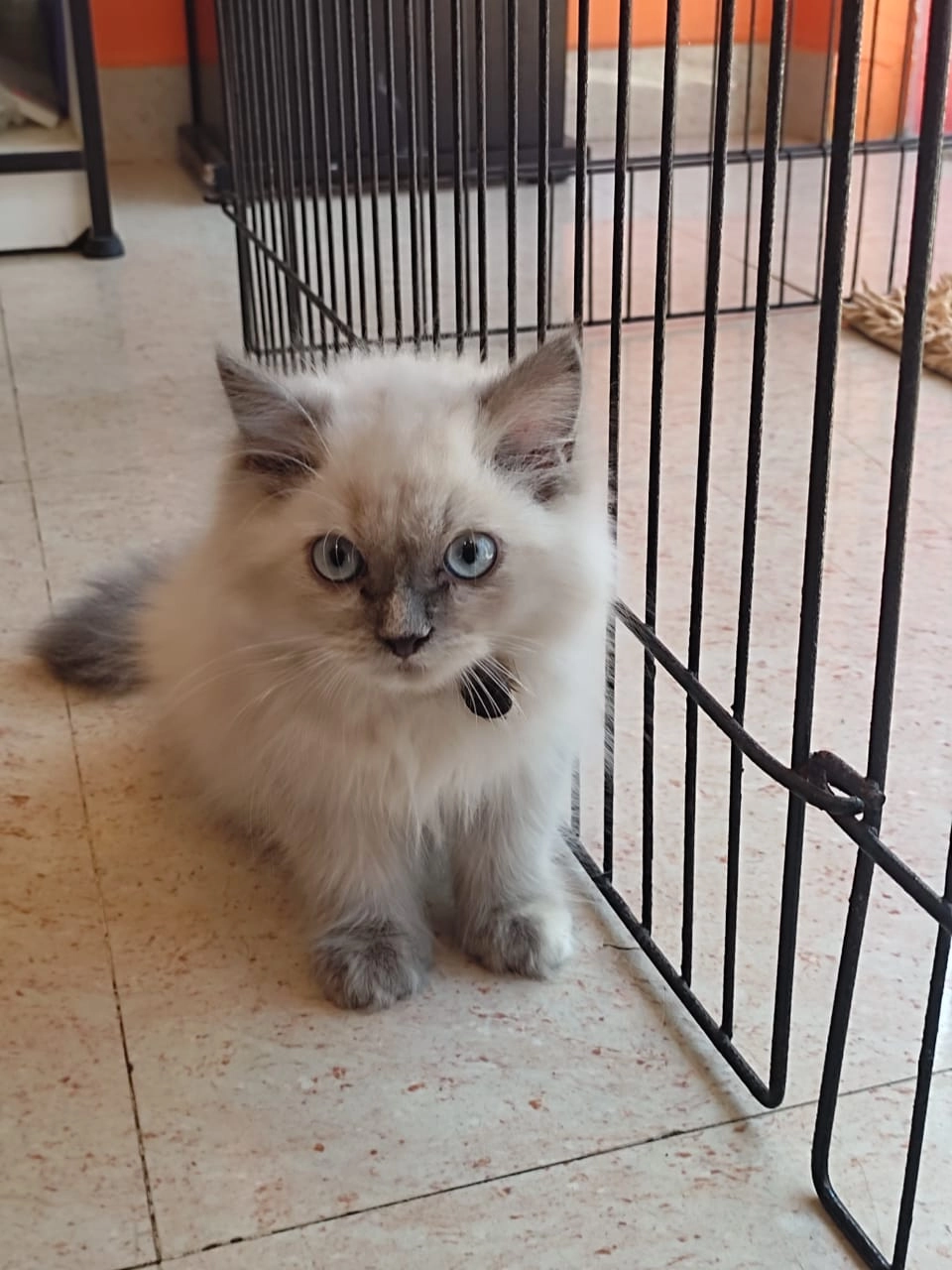 Arzi - 5th Main Road, Chennai