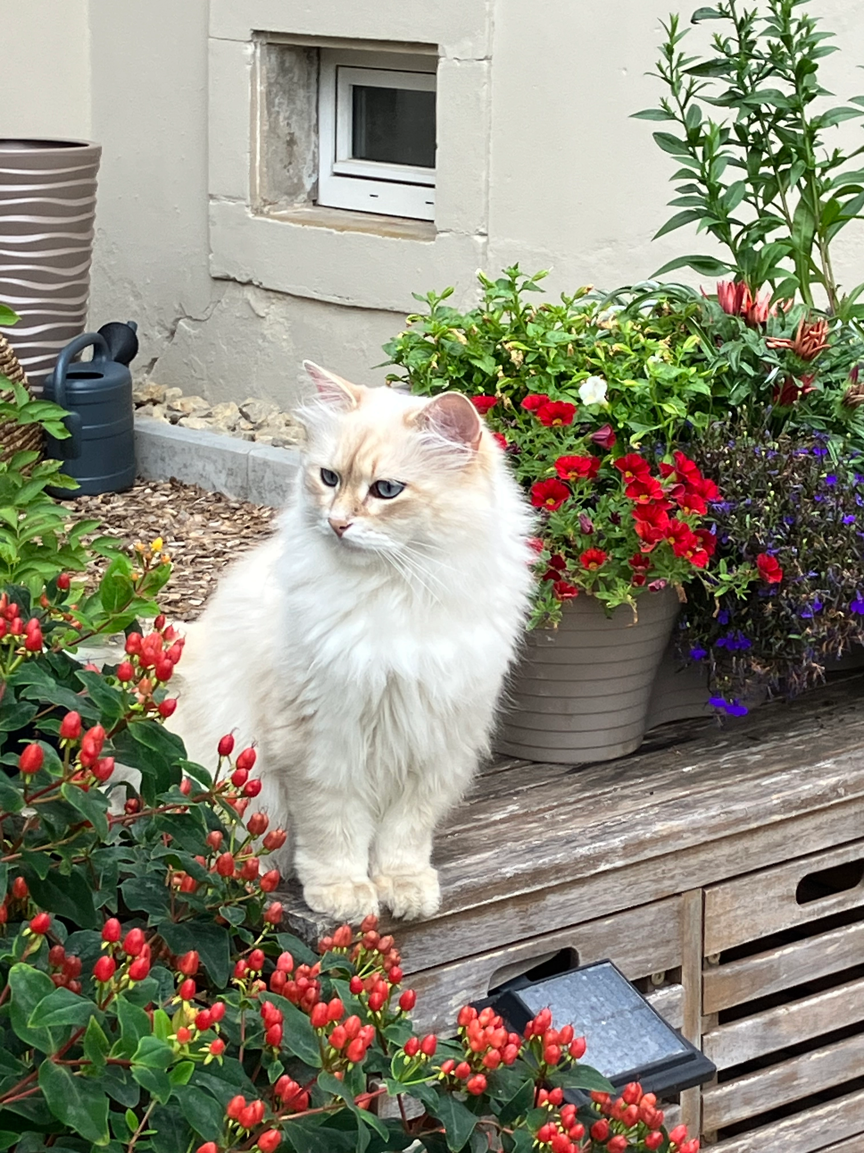 Sima - Rue Jacoby, Sarreguemines