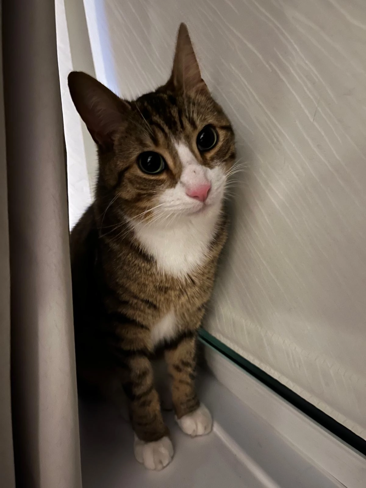 Harry - Knockabawn, Rush